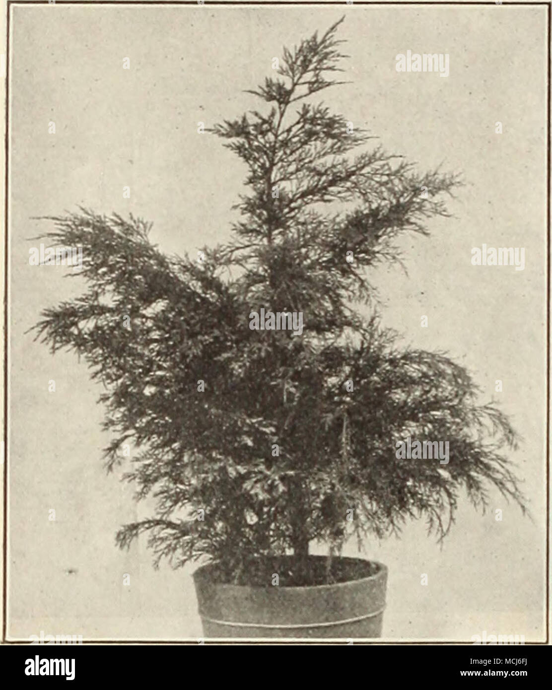 . 50 50 00 FITZERIANUS ilPKRlS I'. Zeder), 2 Füße 2 " Pfitzerianus, 2.^ Füße 2 " Procumbensi Trailing chinesischer Wacholder) 3 "Virginiana Ulauca (blau Virginia Zeder), 2 Füße 2 " Virgriniana Elegantissima, 2 Füße 2 gehe ich" "Schotti, 21 Fuß. .." 2 00 Picea pungens Hastata Kosteri {Kosier Blue's Sjir'n;), IX Füße 2 Picea pungens Hastata Kosteri {Koster Blau. "^jiriK-t), 2 Füße 3 Picea pungens Hastata Kosteri {Koster's Blue Sjiriice), 2 Füße 5 Picea Alcocklana (alcock von Fichte), 2 J Füße 2 â ¢' V...,] J Füße." 1 Retinispora Filifera Aurea {Golden T7t, Lesen Stockfoto
