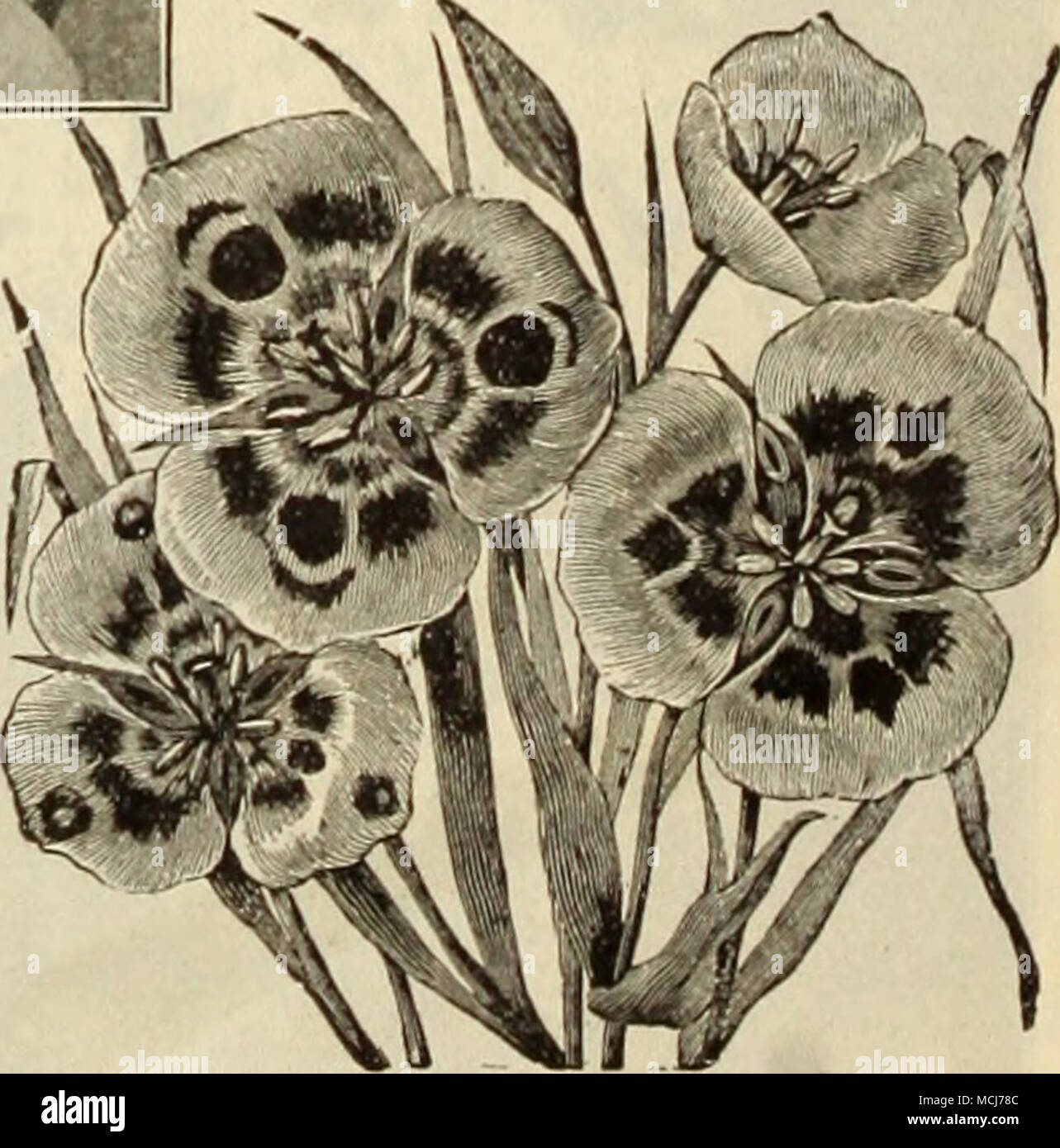 . Der CAIOrHORTI ldie Mai-blühenden Bauerngarten und Darwin Tulpen sind stark zum Schneiden geschätzt. Siehe Seiten 10 und 11. Stockfoto