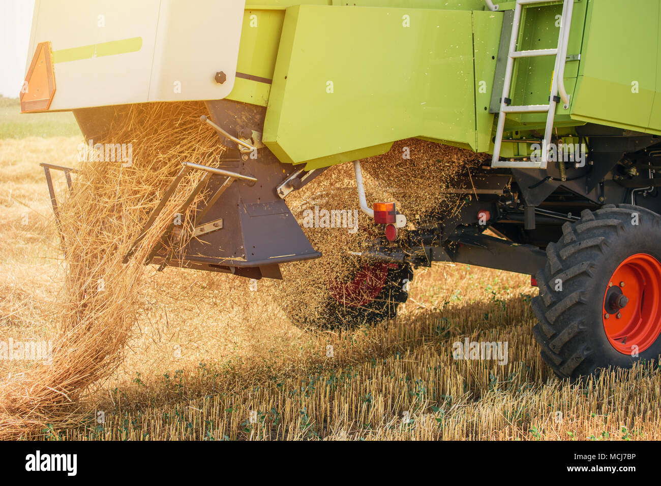 Feldhäcksler Maschine kombinieren die Ernte reif Weizen ernten in landwirtschaftlich genutzte Gebiet, selektiver Fokus Stockfoto