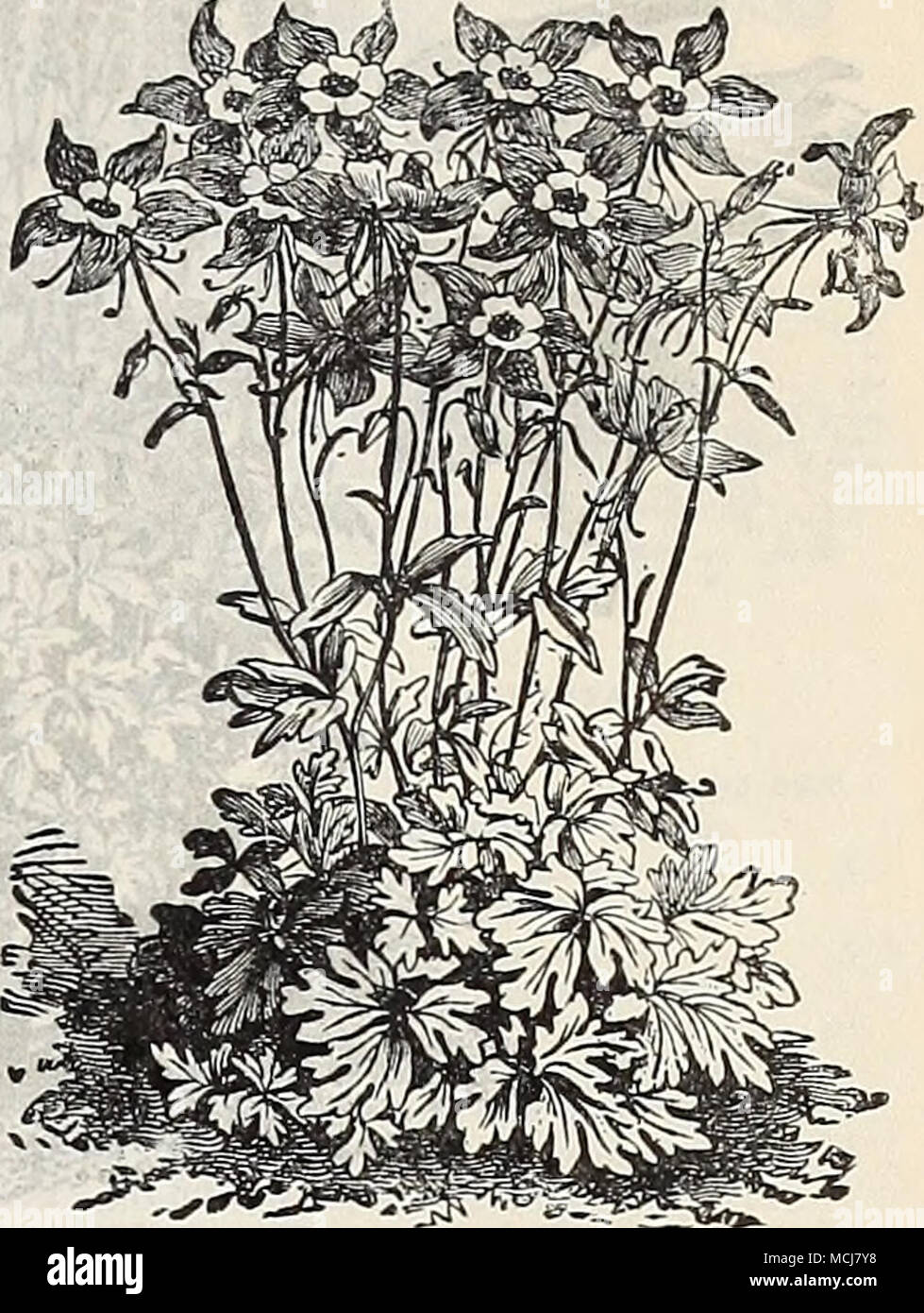 . 15 Aquilegia (akelei). BUDDLEYA. Variabilis. Eine feine Hardy, Strauchigen Pflanze, mit blütenständen von rosa-lila Blüten CALCEOLARIA. Hybrida Grandiflora, Gemischt. Wunder-schön, reich, Selbst-farbigen Blumen Tigrina. Tigered und bunte Blumen Pumila Compacta, der Zwerg, kompakter Wuchs CALLIKHOE. . Noncv 2 LV-A (IMalloiv Fopfy'). Ein auffälliges, Trail-ing, winterharte Staude, Lager continuonsl) "Große, helle crimson Untertasse - geformte Blumen - CAiMPANlILA (glockenblume). Cav^ siXW-a{Karpaten Hase - Bell). Reichblühend, Blau und Weiß gemischt, continuin'.: in der ganzen Saison blühen; winterharte Staude; 6 Zoll Grossek Stockfoto