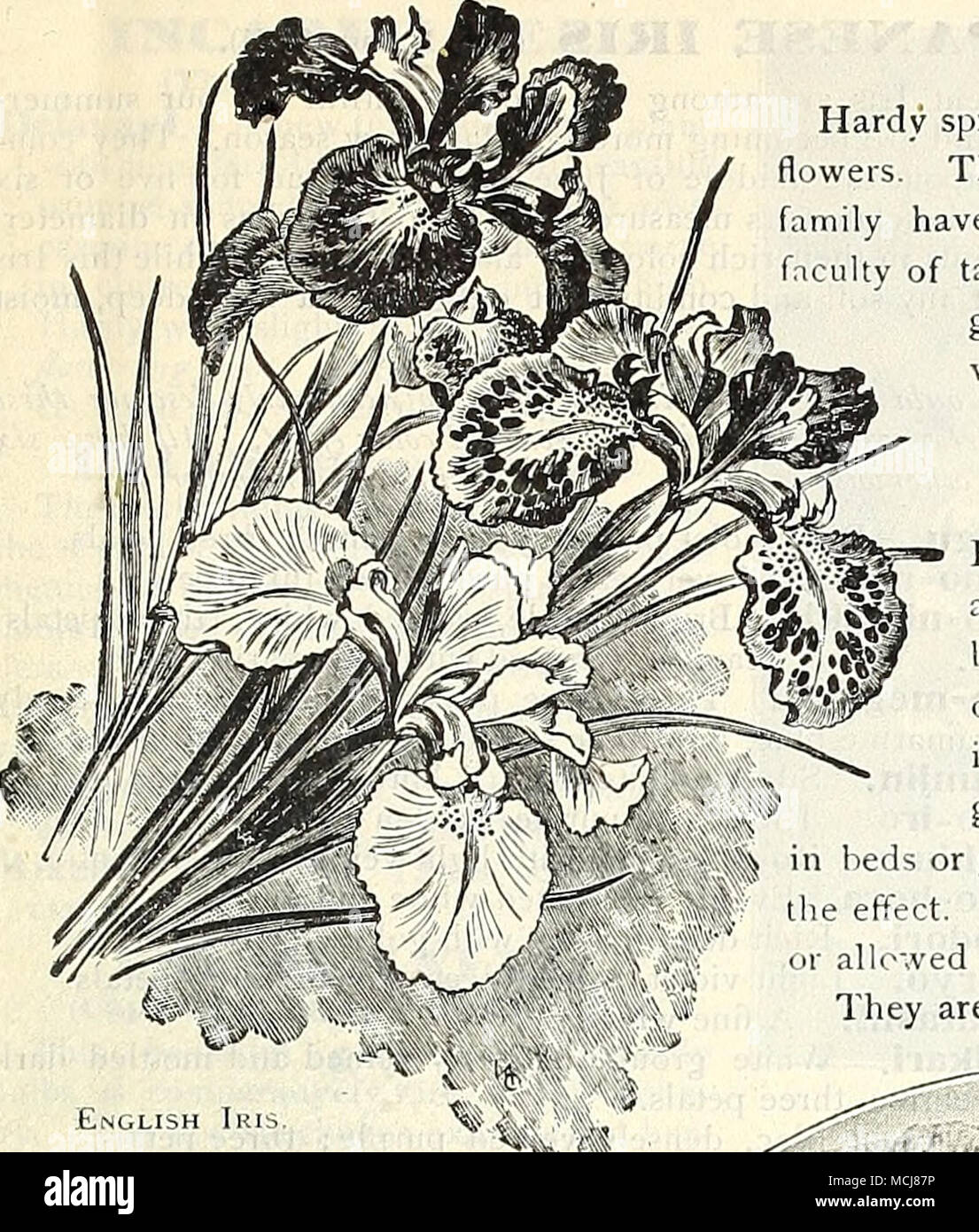 . IRIS (Blüte Flagge - Fleur = 'De-LIS). ENG1.1ISH IRIS (I. Anglica.) Große, schöne Blumen, mit reichen Pu: Ple, Blau und Lila Farben vorherrschen; wächst 18 bis 20 cm hoch; völlig winterhart. (Siehe .) Mont Blanc. Eine schöne rein weiss. 4 cts. Jedes; 40 cts. pro Dutzend; §:". 0 U/100. Gemischt. Alle Farben. 25 cts. Pro dtz.; | 1 75 pro 100; $ 15.00 pro 1000. Peacock Iris. (I. Pavonla.) Eine exquisite Kleine vari- sellschaft; Blumen rein Weiß, mit einem blauen triantrle auf jedes Blütenblatt; 1 Fuß. 3 Für 10 cts.; 30 cts. pro Doz; $ 2,00 pro 100. IRIS PSEUDO ACORUS. Golden-yellnv Blumen; gesamte deutlich. 15 cts. e Stockfoto