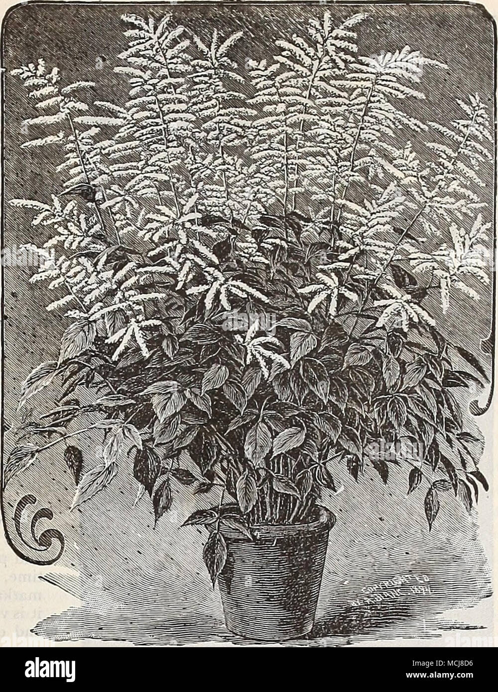 . Spik^a Astilboides Floribunda. Zu der Lilie muss den ersten Platz unter hardy Glühlampen vergeben werden; ihre Schönheit und Duft sind unübertroffen, die von keiner anderen Klasse von Pflanzen, und selbst der reichsten Exoten für Größe, Form und Färbung. Die Gattung umfasst eine große Anzahl von Arten, die wir, unsere Liste zu beschränken, die einfach Kultur, und die besten Ergebnisse mit den geringsten Pflege geben. Sollten Sie tief gepflanzt werden, die die Glühlampe mit mindestens 6 Zoll Boden, und wenn der harte Frost, 4 bis 6 Zoll der Blätter oder einstreu sollte über sie gesetzt werden; dies sollte im Frühjahr entfernt werden, wh Stockfoto