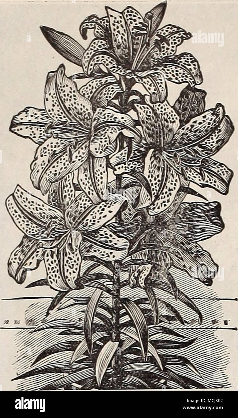 . Leiter des Lilium Aukatum. ^ • Lilien * - die Lilie muss den ersten Platz unter hardy Glühlampen vergeben werden; ihre Schönheit und Duft sind unübertroffen, die von keiner anderen Klasse von Pflanzen, und selbst der reichsten Exoten für Größe, Form und Färbung übertreffen. Die Gattung umfasst eine große Anzahl von Spezies; wir hingegen unsere Liste beschränken, wie es der einfachen Kultur und die besten Ergebnisse mit den geringsten Pflege geben. Sollten Sie tief gepflanzt werden, die die Glühlampe mit mindestens 6 Zoll Boden, und wenn der harte Frost, 4 bis 6 Zoll der Blätter oder einstreu sollte über sie gesetzt werden; dies sollte im Frühjahr entfernt werden, wh Stockfoto