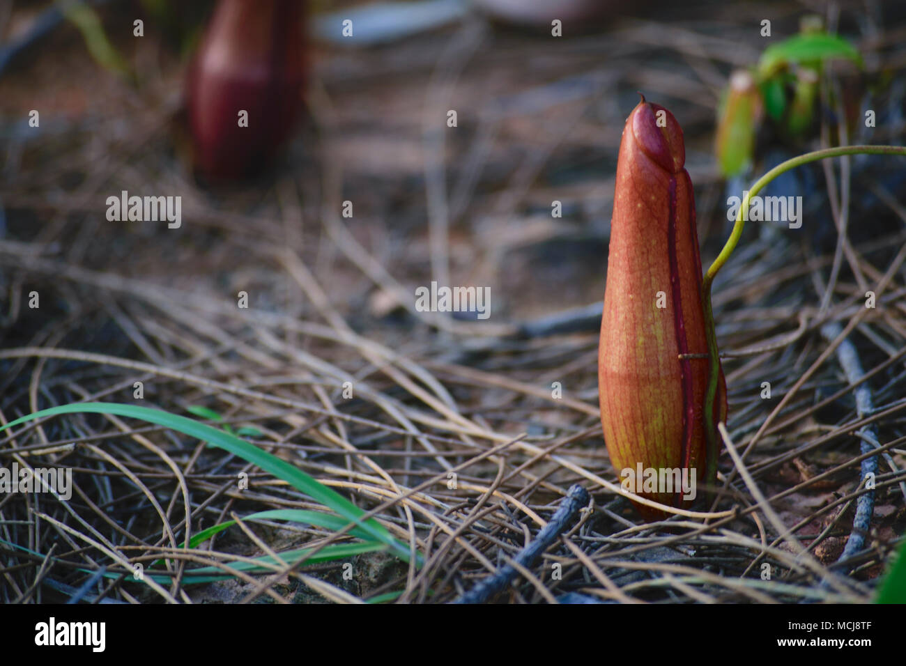 Wild wachsende Pflanzen der Nephentes (tropische Schlauchpflanzen) in Indonesien Stockfoto