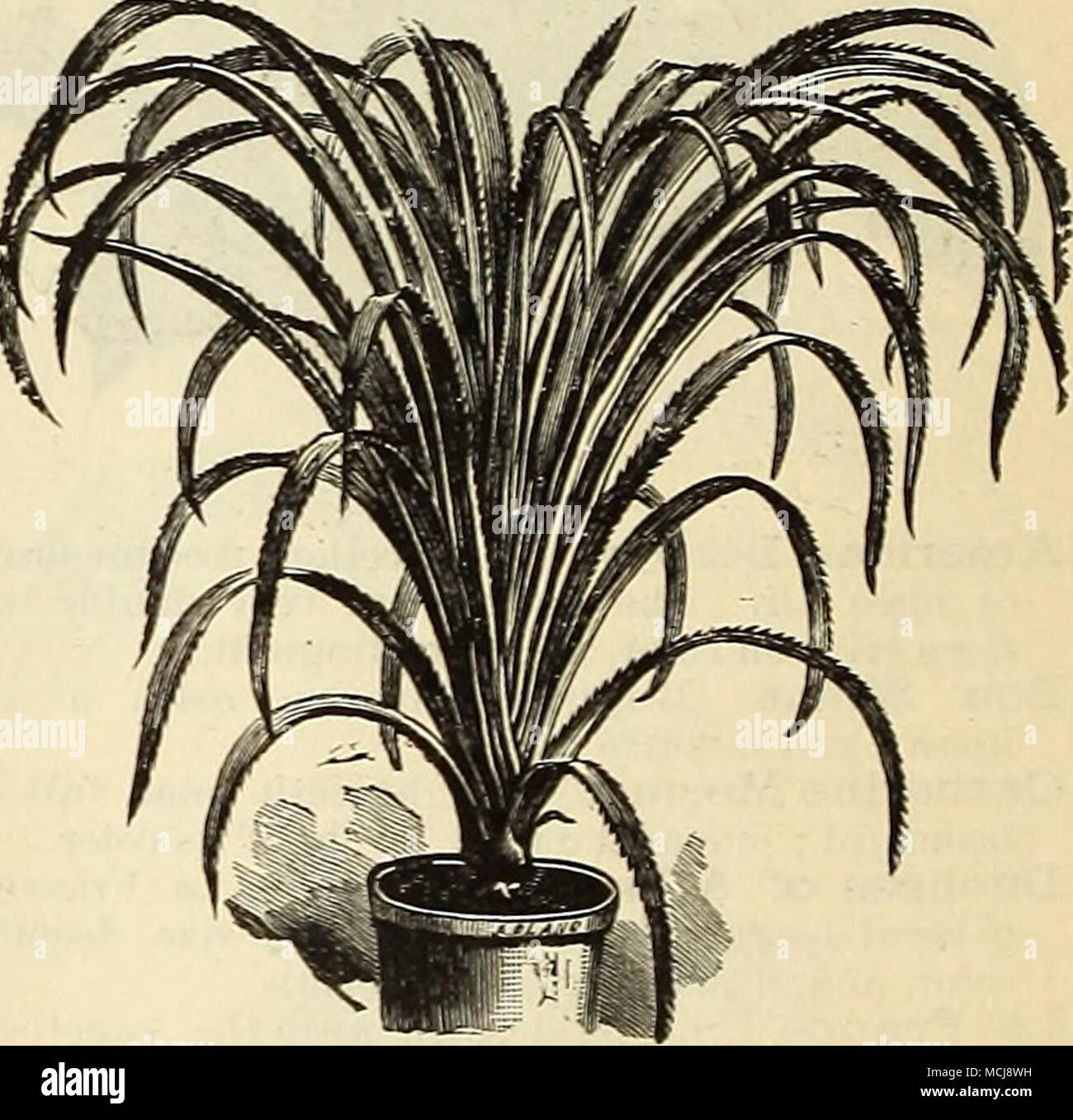 Pandanus Utilis. SMILAX. (Myrsiphyllum Asparagoide?.) eine kletternde  Pflanze, unbertroffen in der anmutigen Schnheit seiner Laub; seinem  eigentmlichen wellenfrmigen Bildung macht ihn zu einem der wertvollsten  Pflanzen fr Bou-quets, Krnze ...