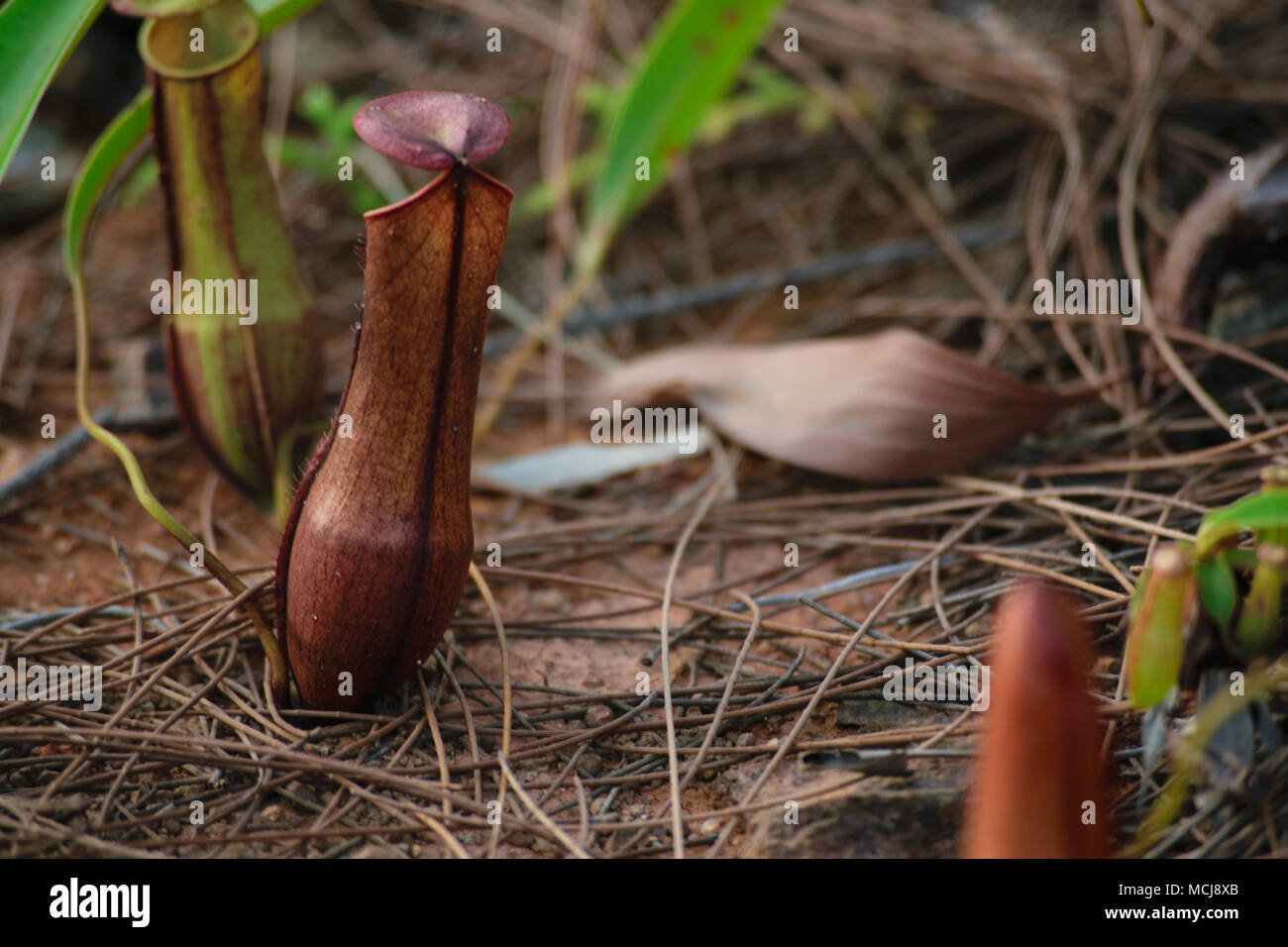 Wild wachsende Pflanzen der Nephentes (tropische Schlauchpflanzen) in Indonesien Stockfoto