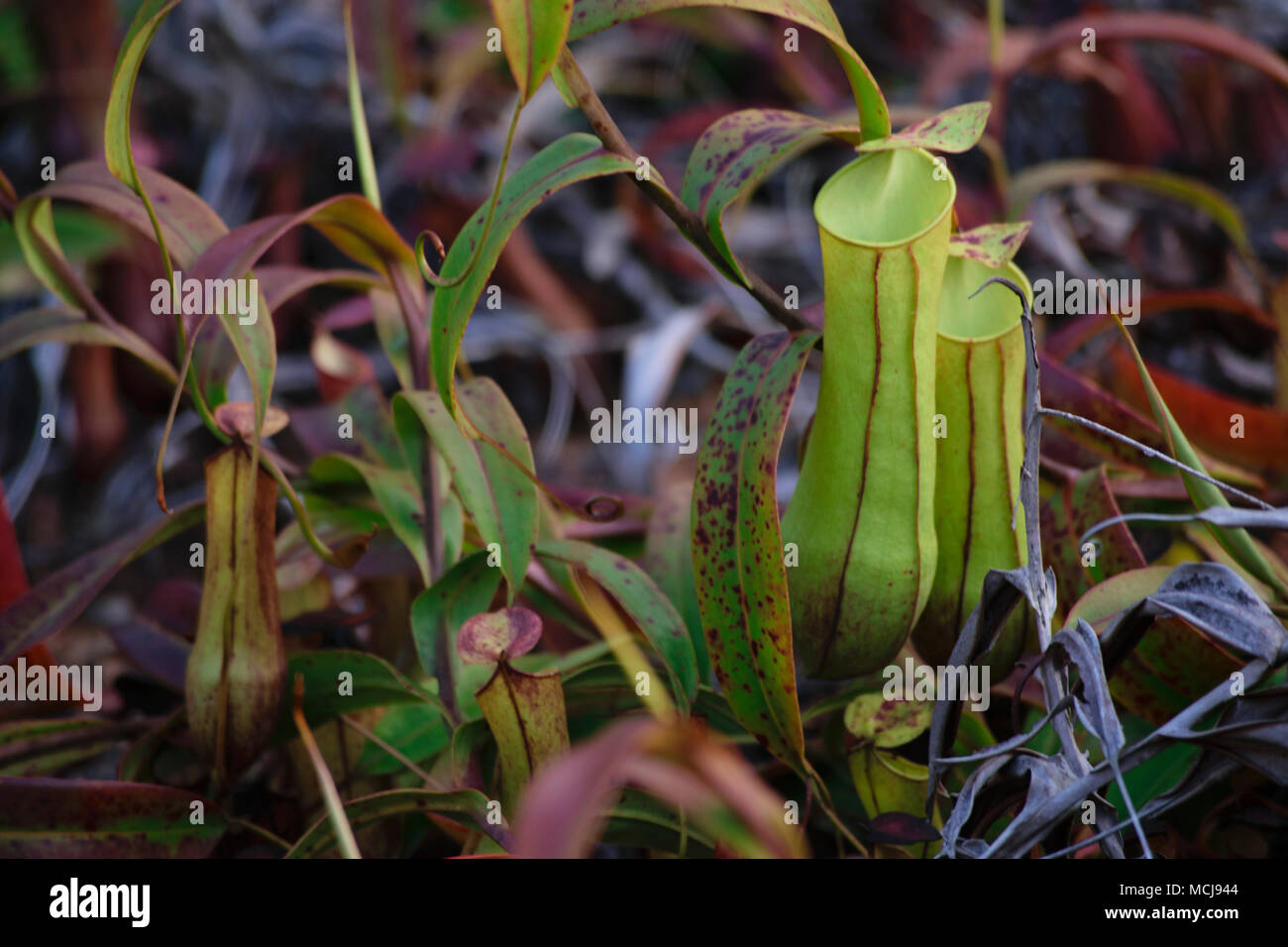 Wild wachsende Pflanzen der Nephentes (tropische Schlauchpflanzen) in Indonesien Stockfoto