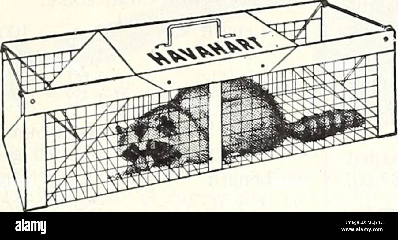 . Viele dieser Punkte sind ausgezeichnete Geschenke für Freunde Garden-Minded Havahart Tierfallen. Humane, einfachen, effektiven Metall fallen; unschädlich für Tiere und Menschen. Leicht zu ködern und leicht einzustellen. Nr. 2. Auf Eichhörnchen, Ratten, Kaninchen, Streifenhörnchen, etc. (7 in. X 7 in. x 24 in.). $ 3.50. Nr. 3. Für Katzen, Fähnlein Fieselschweif, Opossum, Waschbär, usw. (11. X 11 in. x 36 in.). . Ich; 8.00. Schreiben für Katalog beschreibt größeren Größen. Spargel Messer. Ein herrliches Werkzeug lor Rasen Jäten, Meas-Ährend 14 in. Länge. 65 c Postpaid. Stockfoto