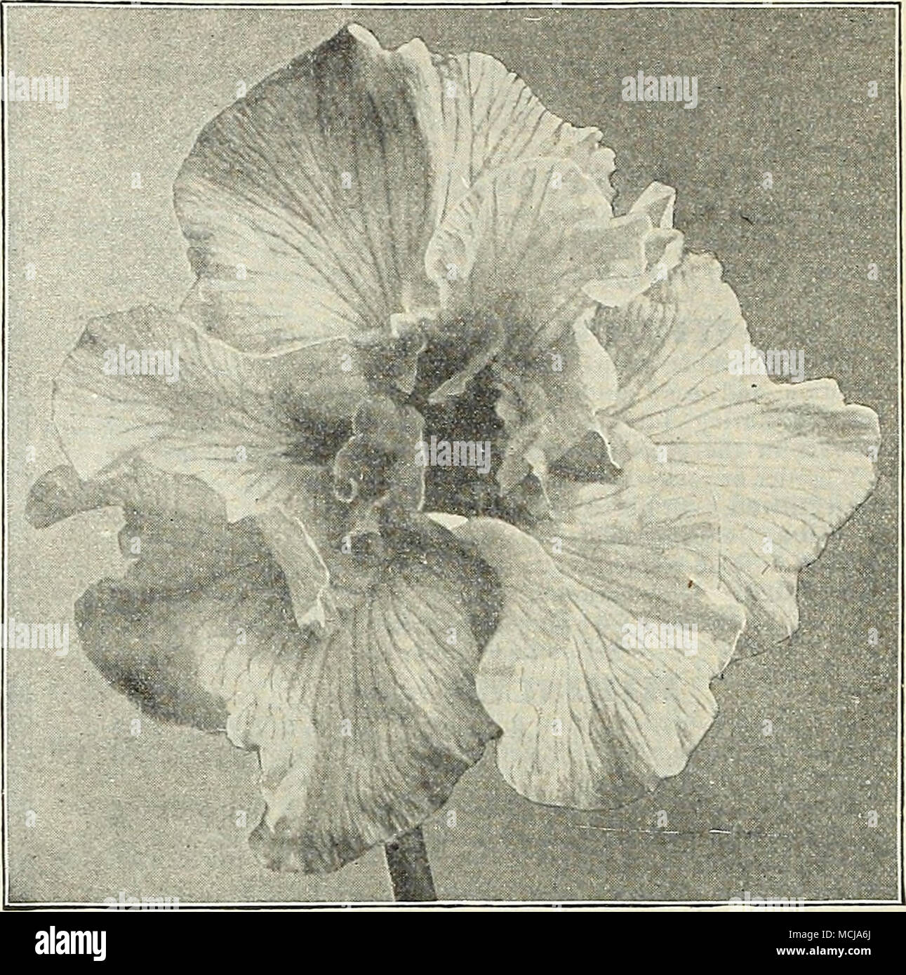 . Javanisch Iris. Eine feine beschmutzt sortieren. Nr. 68. Nr. 69. Nr. 72. Nr. 91. Nr. 95. Fuji-Mine. Weiß - geädert und mit blauen zurückgeführt. Waku - hotei. Weiß, Geädert mit violett-blau. Uji-no-hotaru. Helles violett-lila, blau schattiert. Kan-Lief. Weiß, dicht Geädert mit satten Violett. Raiden. Weiß, dicht punktiert und gestromt Violett. $ 10,00 pro 100. lS "o. 4.^ VoniO=no - unii. Die feinsten Weiss. Ho. 5. Koki-no-Iro. Leicht violett, mit weissen Adern. Nr. 20. Kuma=funjin. Weiß, mit einem breiten Rand der rosa-lila, Geäderte weiß. Nr. 26. Uchin. Purpur-violett, mit wenigen weißen Adern. Nr. 54. Ho-O-jO. Rich Stockfoto