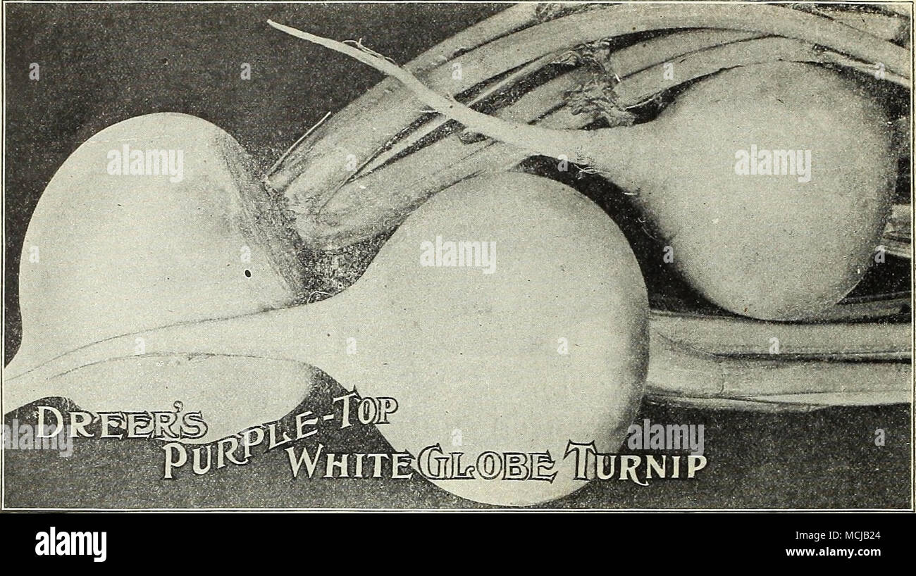 . Steckri' ibe, GeR. Rübe. Navet, Fr. Nabo, Sp. Kultur.- Für frühe Verwendung, Leistungsbeschreibung, sobald Masse^ siirinp;, Bohrer von 12 bis 15 Zentimetern; Thin Out auf 6 oder S&gt;Zoll in den Zeilen. Für die Nachfolge, weiterhin alle zwei Wochen bis Juni zu säen; für Herbst und Winter Ernte, Aussaat im Juli und Au-Gust. Die Ruta Bas; ebenso wie für die Fütterung lieferbar angebaut, und die sind auch hervorragend für die Tabelle. Nehmen Sie die Wurzeln im November, oder vor strengen Frösten; cut off Tops ein Zoll der Krone, lagern Sie im kühlen Keller oder (lit oder stapeln sich in eine konische Form, aus Türen, trockener Boden; vorsichtig die Abdeckung mit Lo Stockfoto