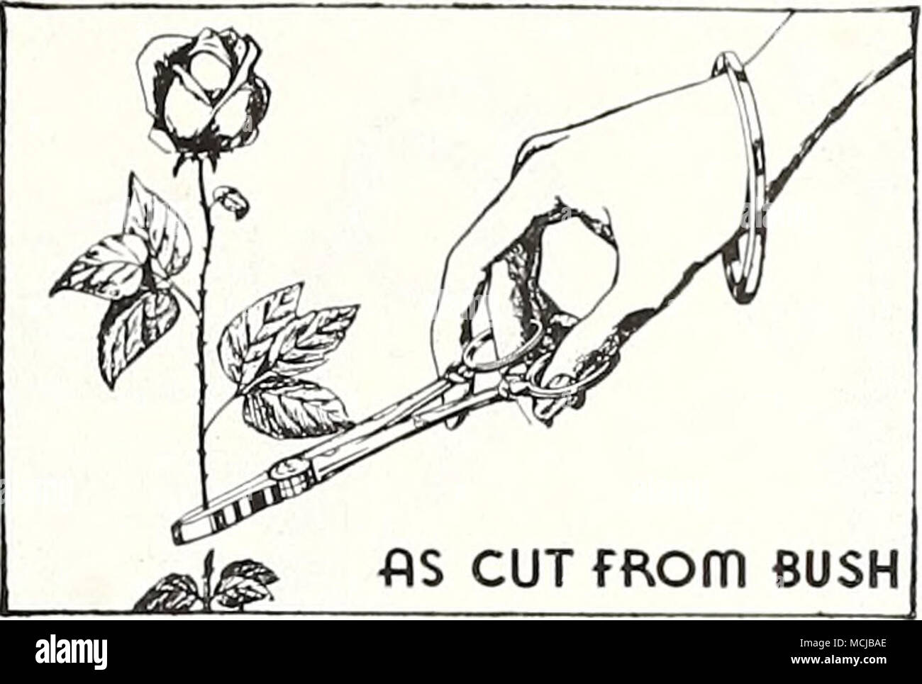 . Blume Holding Schere Nr. 615. Edelstahl besteck Stahl Klingen. Schnitte und hält Stiele mit einem Snip. $ 2.50, Postpaid. Baum-, Reb-, Gartenscheren Nr. 419. Leichtes Aluminiumgehäuse mit scharfer Klinge "V" gegen ein weiches Metall smivil geben einen efEortless Aktion arbeiten. $ 2,75, Postpaid. Hedge Schere, disston Nr. 180. Eine gute moderaten Preisen hedge Scheren. Blades sind hohl geschliffen und poliert. Hartholz Griffe sind fest vernietet. 8 " $ 2,50, Postpaid. Hedge Schere, disston Nr. 160. Eine kleine Hecke Schere für leichte Arbeiten, beliebt bei Damen zum Trimmen Hedge, Gras und Gebüsch. 6" Klinge, $ 1,50, p Stockfoto
