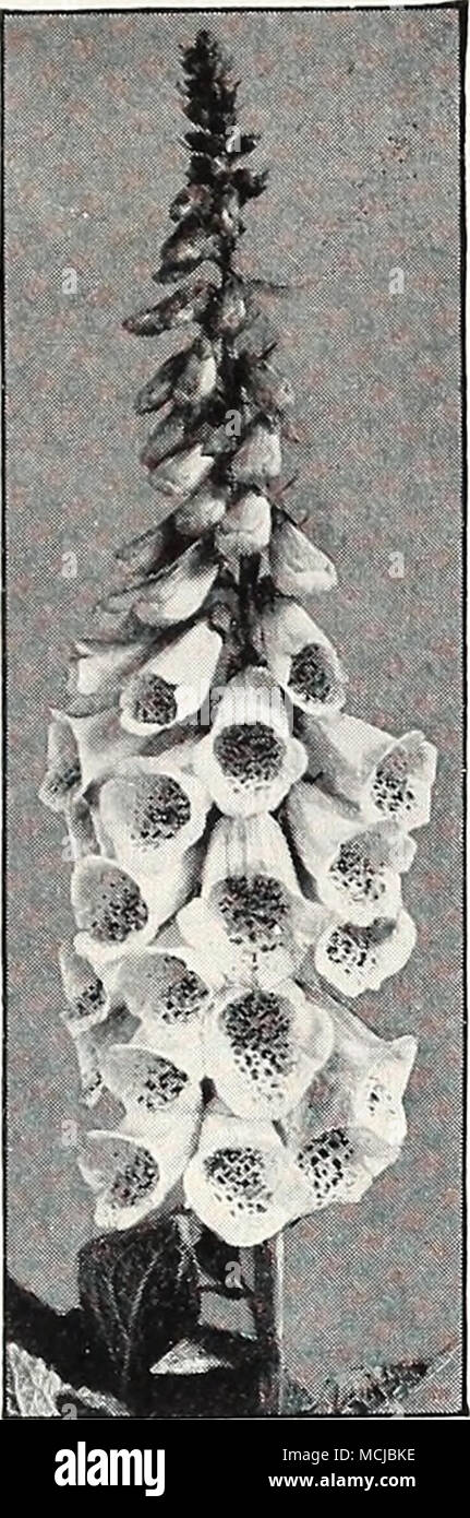 . Digitalis-Fingerhut stattlichen Biennalen witli stattliche Blütenrispen im Juni. Blumen haben tliroats beschmutzt. 3-5 ft. Gloxiniaeflora Lila, 2317. Pkt. 10"". Weiß, 2319. Pkt. 10"! Rose, 2318. Pkt. 10 (^. Gemischte Farben, 2320. Pkt. 104 Giant Shirley gemischt, 2321. Wunderbare Belastung mit extra großen Glocken. Pkt. Ist^*; große pkt. 40 (j-; Va oz. 75 (ich. Lutea, 2323. Stämmige Pflanzen 2 m hoch, mit weißen, gelben Blüten. Pkt. 15 (}. ECHINOPS Ritro,, 2361. (Globe Thistle.) Hohe Stauden mit Thistle - wie Laub krönte witli auffällige kugelförmigen Köpfen aus Stahl blaue Blüten. Juli-september. 5 ft. Pkt. 15 (^. Stockfoto