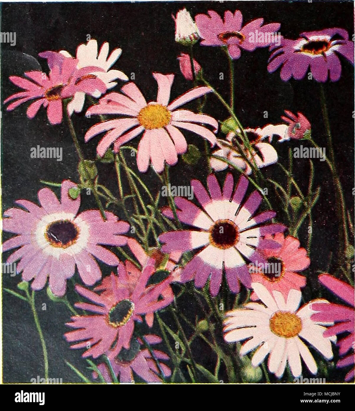 . Das ist der Stoff, aus dem "Kanten" gebildet werden, und Rock Gardens und Farbband Betten, auch - Ager - Atum. Alyssum, Brachycome, Candytuft und Portulak. Alle sind Zwerg, kompakt und langes Blühen - und vergessen Sie nicht, Ihre Veranda, Fenster und Terrasse Boxen! Säen die Saat nach rechts, wo Sie die Pflanzen zu blühen wollen, im flachen Bohrer. Ein paar weedings ist die Pflege, die sie für einen Sommer der Schönheit brauchen. Ein Paket sow 10 ft. Aeschynanthus • Zahnseide Blume Kompakt, jährliche Pflanzen mit Büschel - wie Blüten, Juni bis Frost. Start im Februar oder März oder im Freien im April säen, oder kann. Blaue Kugel, 1045. Stockfoto . Das ist der Stoff, aus dem "Kanten" gebildet werden, und Rock Gardens und Farbband Betten, auch - Ager - Atum. Alyssum, Brachycome, Candytuft und Portulak. Alle sind Zwerg, kompakt und langes Blühen - und vergessen Sie nicht, Ihre Veranda, Fenster und Terrasse Boxen! Säen die Saat nach rechts, wo Sie die Pflanzen zu blühen wollen, im flachen Bohrer. Ein paar weedings ist die Pflege, die sie für einen Sommer der Schönheit brauchen. Ein Paket sow 10 ft. Aeschynanthus • Zahnseide Blume Kompakt, jährliche Pflanzen mit Büschel - wie Blüten, Juni bis Frost. Start im Februar oder März oder im Freien im April säen, oder kann. Blaue Kugel, 1045. Stockfoto