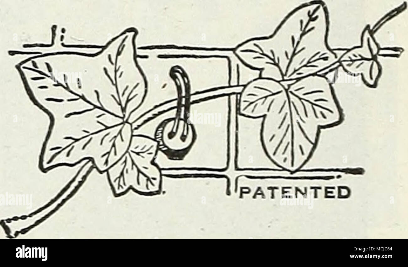 . Patentierte Wayward Weinstock Führung und Unterstützung. Eine neue und einfache Möglichkeit, alle Arten von Reben zu Stein, Stuck, Stein zu trainieren, Ce- und Holzwänden. Die Reben werden durch Kabel schleifen, die möglicherweise verbogen easUy werden gehalten. Ziegel Rot, Grau oder Weiß. Zustand Farbe wollte. Pro Box von 25 einschliesslich Zement 1,00 $, Postpaid. 1 WI $ T-EM $' speichern Sie die mühsame Arbeit der t}" ing Pflanzen mit Garn oder Bast. Simplj' um die Stiele und unterstützt, Twist, und die Pflanze se ist - curely befestigt. S Zoll: 250 für 70c; 1000 für S2.2S; 16 Zoll, 250 für $ 1,35; 1000 für $ 3.90. Postpaid. Boden Süßstoff ein Quart versüßt Boden so viel Stockfoto