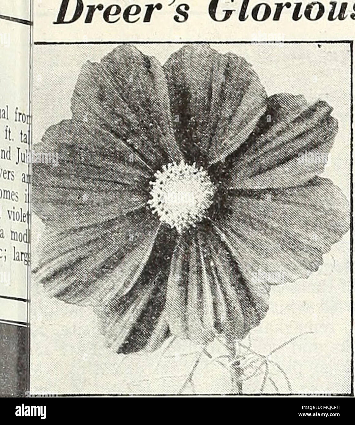 . KW Kosmos Dazzler Cosmos® Ixtra-Early Riesen Sensation Die frühesten des Kosmos blühenden veral Wochen vor allen anderen. Hat; uly herrliche Blüten von außergewöhnlichen ize und künstlerischen gut abgerundete Form. Ein ost herausragende neue Art. 3 bis 4 ft. Ich 037 Crimson. Eine sehr reiche Farbe. | 046 Dazzler. Die gut-gebildet, breit-blättrige Blüten sind ein ap-Läuten tief Amaranth crimson. 038 Pinkie. Eine herrliche Hellrosa. 039 Reinheit. Exquisite weiße Blüten. Alle oben genannten Optionen: Pkt. iSc; große pkt. 30 c;^oz. 60 c Ich. 040 Empfindung vermischt. Enthält alle drei Farben. Pkt. ISc; große pkt. 1 30 c; 14 oz. 60 c sptiii. Früh tun Stockfoto