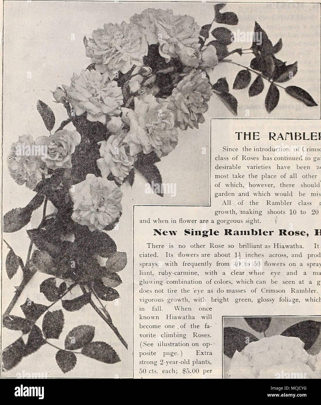 . HARDY Climbing Roses LJi Kamblek Rose, Dorothy Perkins. Die RAHBLER ROSEN. Seit der Einführung von Crimson Rambler 1894 diese Klasse von Roses hat weiter an Popularität zu gewinnen. Viele Sorten wurden hinzugefügt, und Sie jetzt Al - die meisten der Platz von allen anderen Arten, von denen viele, allerdings sollte es noch einen Platz im Garten sein und die Würde verfehlt, wenn verworfen. Alle Rambler Klasse sind von starken, kräftiges Wachstum, und schießt 10 bis 20 Fuß lang in einer Jahreszeit, in der Blume sind ein wunderschöner Anblick. Neue Single Rambler Rose, HIAWATHA. Es gibt keine oth Stockfoto