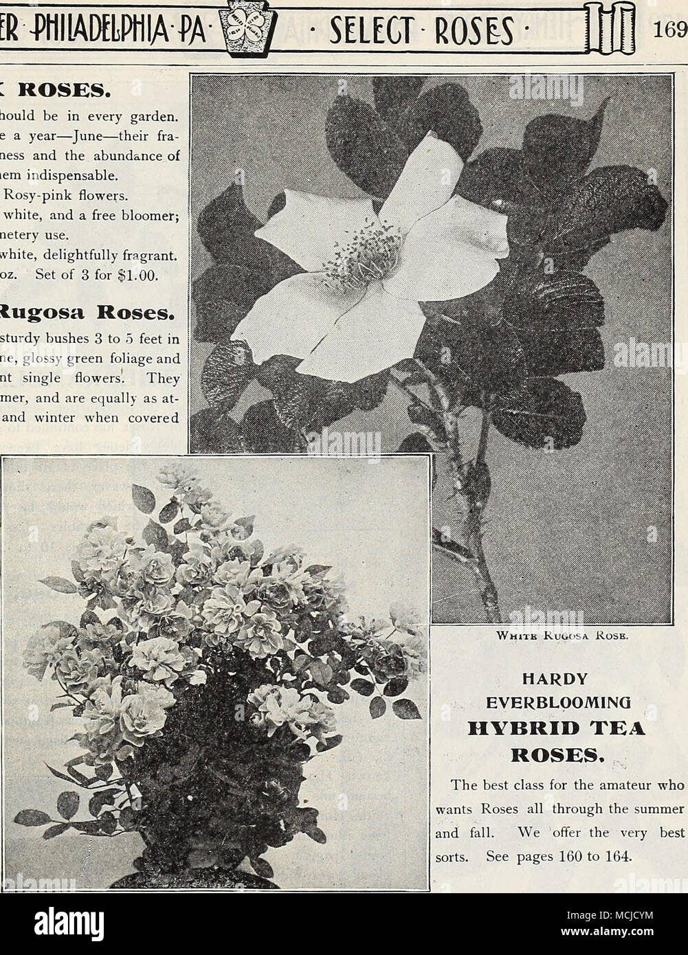 Wahlen Sie Rosen Tu 169 Rosen Aus Damast Diese Drei Alten Rosen