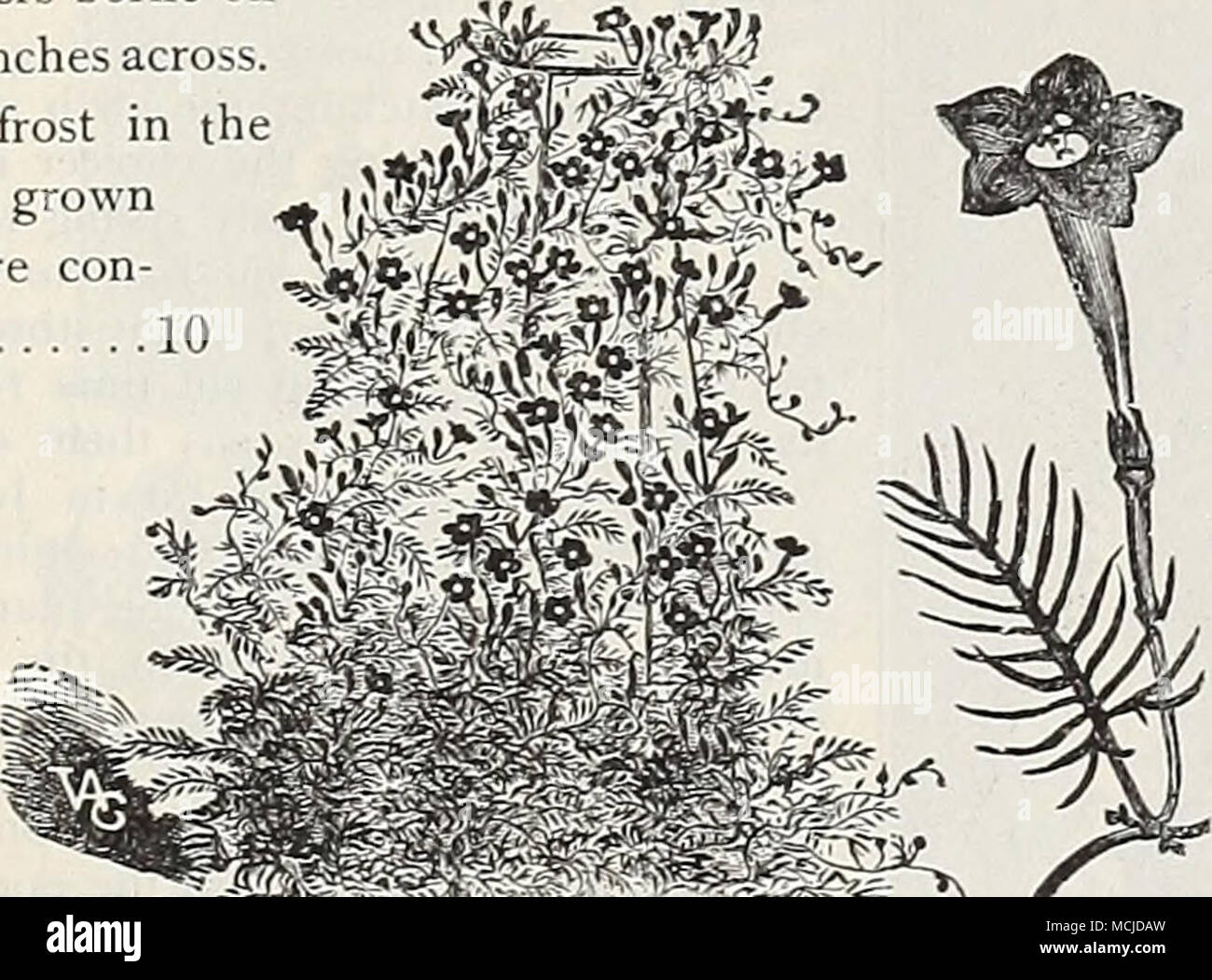 . S^ws rvPRE ^s Weinstock. CYPRESS ZINKEN. (Ipomoea Quamoclit.) Eine der beliebtesten Reben, mit sehr empfindlichen fern - wie foli-Alter, und Massen von schönen, kleinen, sternförmigen Blüten. Aussaat im Mai, zuerst Einweichen der Samen im warmen Wasser für ein paar Stunden. 15 Fuß. (Siehe .) pro Pkt 2156 Scarlet. Pro Unze., 25 cts. 5 2157 Weiß. Pro Unze., 25 cts. 5 2155 Scarlet Ivy-Leaved. Eine schnelle klettern Sorte, mit tief gelappt, Efeu-wie Blätter, und die kleinen scharlachroten Blüten. Pro Unze., 25 cts. 5 2160 gemischt. Weiß und Narbe - lassen. Pro Unze., 25 cts. .. 5 Riesige Cyclamen CYCLAMEN. Charmante Pflanzen, mit schönem Laub und Reiche Stockfoto