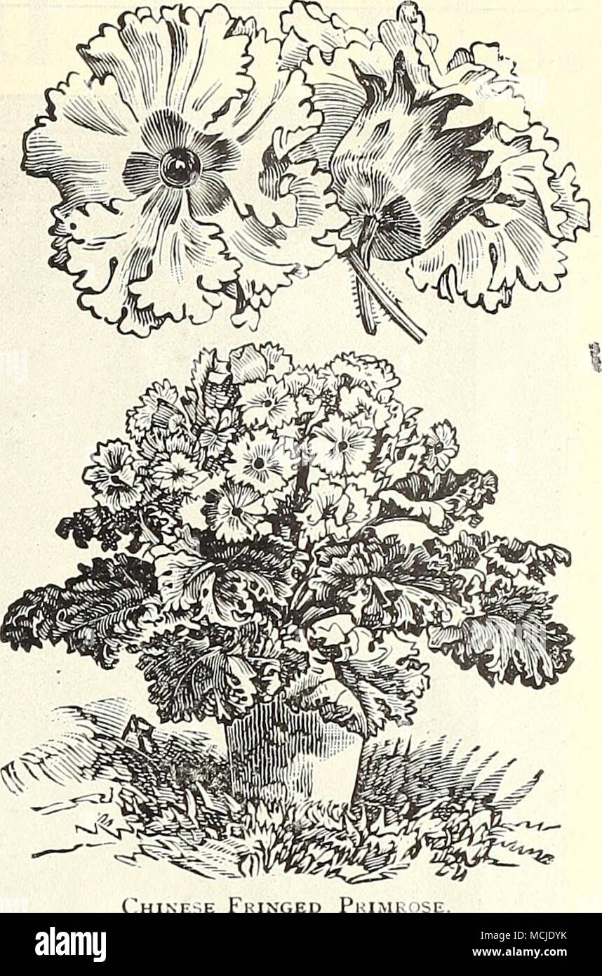 Dieffenbachia Picta Stockfotos Und Bilder Kaufen Alamy