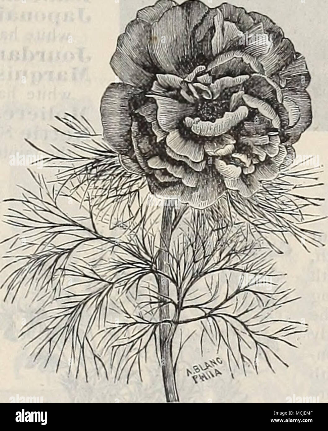 . PiEONIA TeNUIFOLIA. Doppel Staudenpäonien. Die Krautigen PLconies sind äußerst robust und wird in jedem normalen Gartenboden gelingt, gut mit guter Dünger angereichert. Während der Sommermonate Mulchen ist vorteilhaft zu den Wurzeln, vor allem auf trockenen Böden. (Siehe .) Wir bieten ein herrliches Sortiment in zwölf Sorten, nämlich: Agida. Leuchtendes Rot; Sehr reichblühend. Caroline Allain. Schöne Blush, mit Schwefel und weissen Spitzen. Durch de Cazes. Anemone gebildet, helle rote mit Lachs. Dr. Boisduval. Helle rose. Festiva Alba. Reines Weiß. Mnie. Firard. Fein hell-rosa. Min. Stockfoto