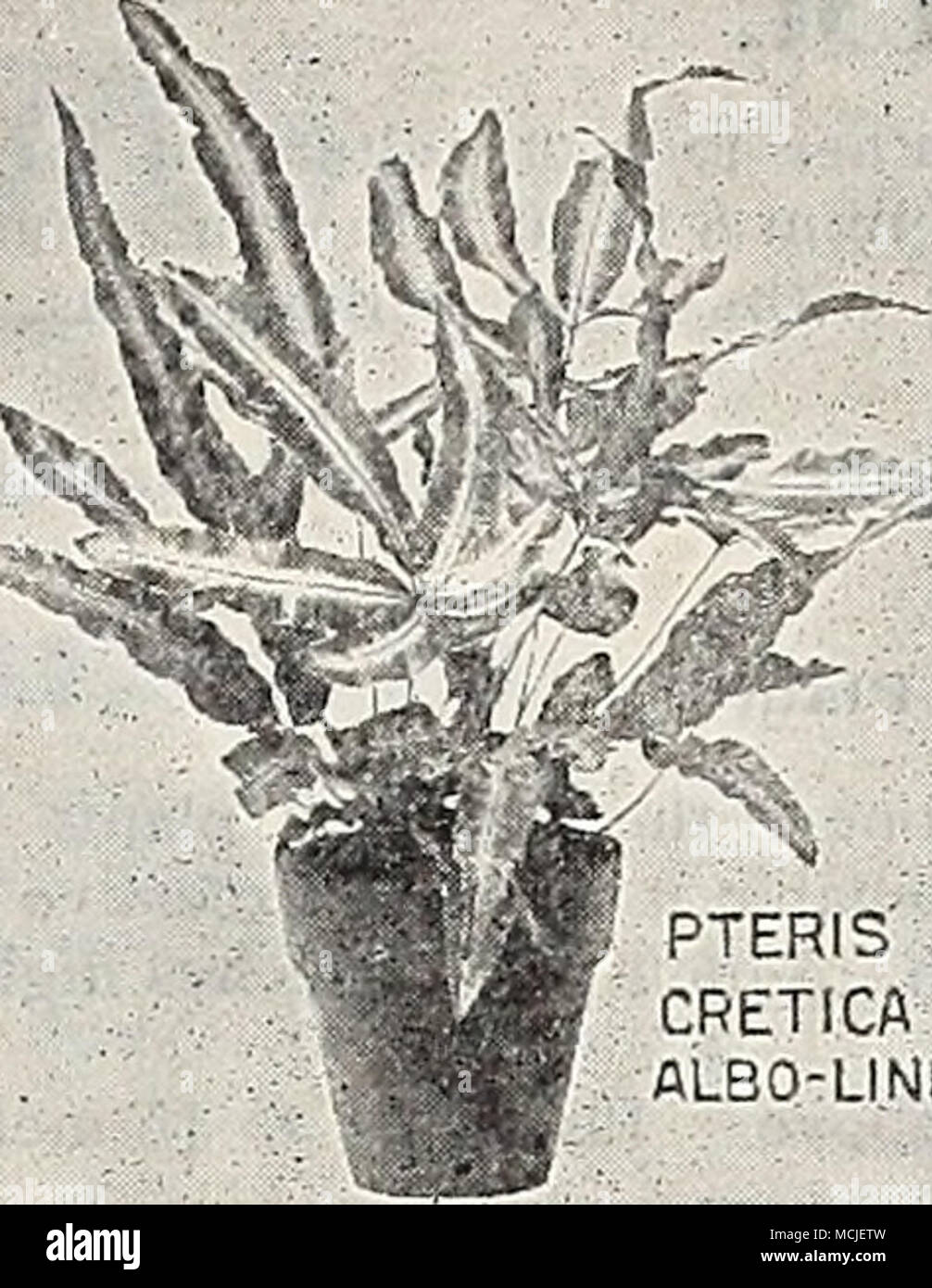 . PTERIS CRETICA'': â â ALBO-LINEATA'* Lomaria Ciliata. Ein Zwerg Baumfarn. 15 cts. Lygodium Dichotomum. Eine kletternde Arten, mit großen, schweren pinnse. 15 cts. Â Japonicum. Einen schönen japanischen klettern Farn. 15 cts. Â Scaudens. Eine kletternde Vielfalt mit Licht" grünes Laub. 15 cts. * Miorolepia Cristatit Hirta. Ein äußerst nützliches dekorative Farn, wunderschön Crested. 15 cts. und 25 cts. Â Hispida. Eine anmutige Zwerg - wachsende Vielfalt. 15 cts. * Nephrolepis Cordata Compacta. Eine wünschenswerte Zwerg - wachsende Schwert Farn. 15 C. * ÂExaltata Bostoniensis {" Die Boston Farn,"). Junge Pflanzen, 15 cts. Speci - Männer Stockfoto