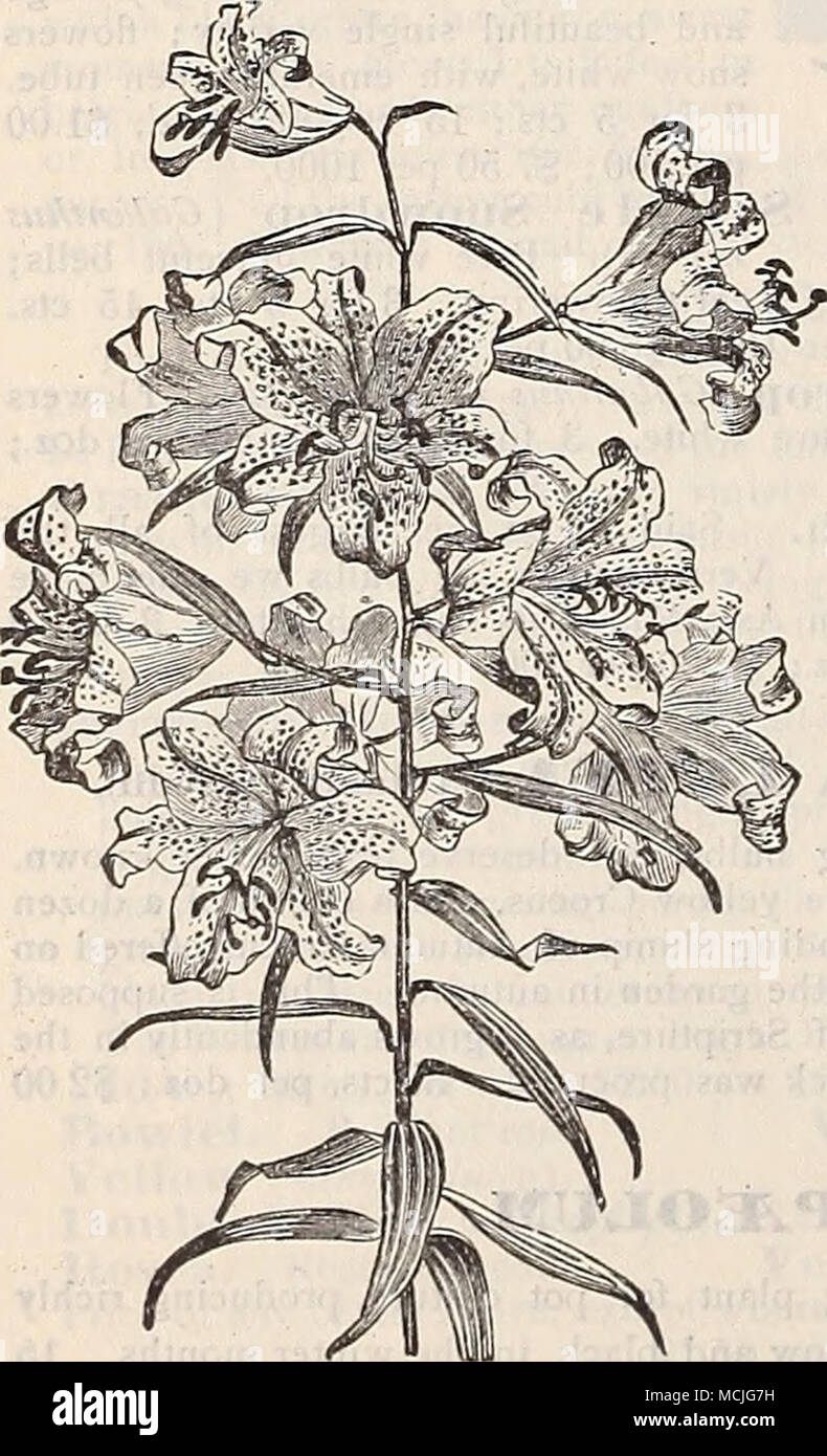 . LiLIUM AUKATUM. Lilien. Zu der Lilie muss den ersten Platz unter den nardy Glühlampen vergeben werden; ihre Schönheit und Duft sind unübertroffen, die von keiner anderen Klasse von Pflanzen, und sogar die Reichen - est Exoten für Größe, Form und Färbung. Die Gattung umfasst eine große Anzahl von Spezies; wir hingegen unsere Liste beschränken, wie es der einfache Kultur, und die besten Ergebnisse mit den geringsten Pflege geben. Sie sliould tief gepflanzt werden, die die Glühlampe mit mindestens 6 Zoll Boden, und wenn der harte her. st, 4 bis 6 Zoll der Blätter oder Wurf über sie gelegt werden sollte; dies sollte im Frühjahr entfernt werden, wenn d Stockfoto