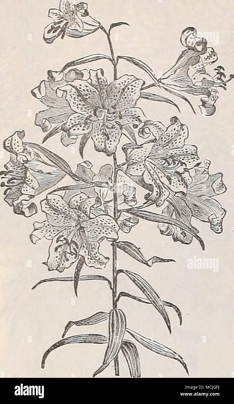 . LlLIUM AUKATUM. &Amp; Lilien * die Lilie muss den ersten Platz unter hardy Glühlampen vergeben werden; ihre Schönheit und Duft sind unübertroffen, die von keiner anderen Klasse von Pflanzen, und selbst der reichsten Exoten für Größe, Form und Färbung übertreffen. Die Gattung umfasst avast Anzahl der Arten; wir hingegen unsere Liste beschränken, wie es der einfachen Kultur und die besten Ergebnisse mit den geringsten Pflege geben. Sollten Sie tief gepflanzt werden, die die Glühlampe mit mindestens 6 Zoll Boden, und wenn der harte Frost, 4 bis 6 Zoll der Blätter oder einstreu sollte über sie gesetzt werden; dies sollte im Frühjahr, entfernt werden, wenn da Stockfoto