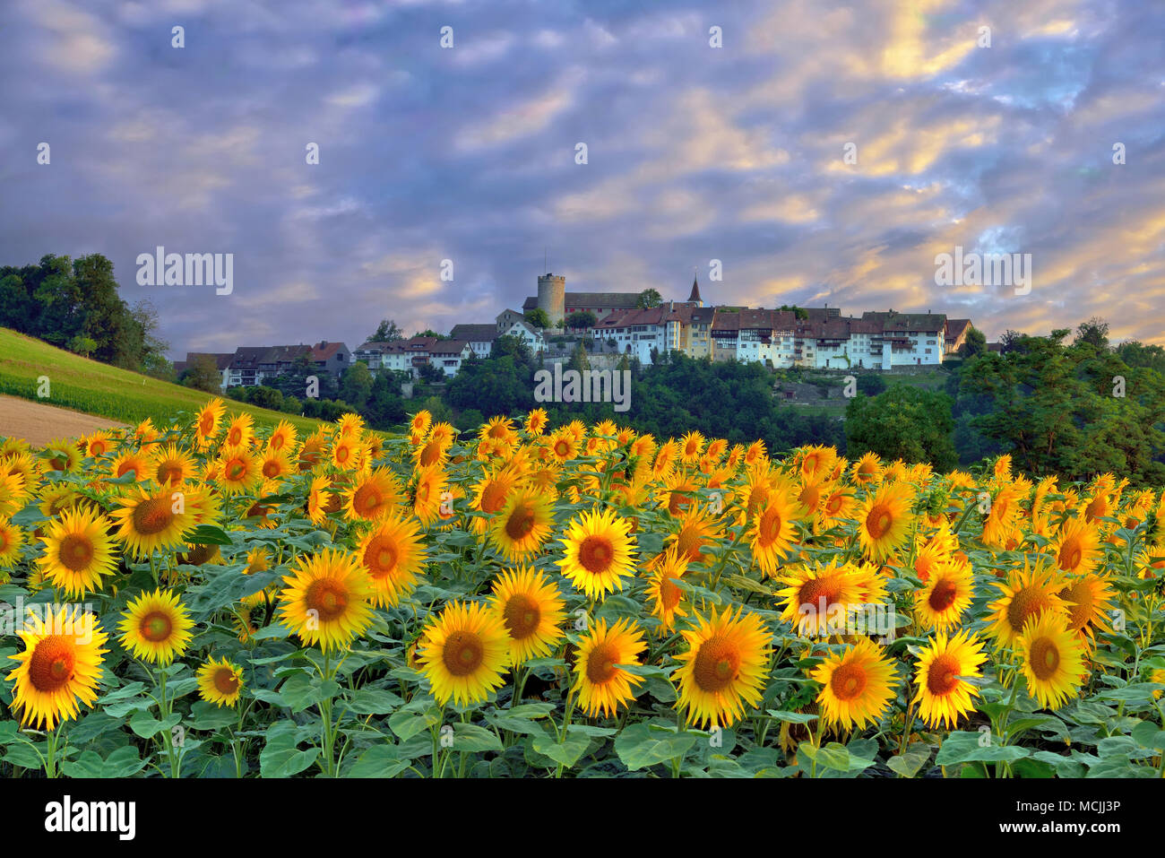 Blick auf das Dorf mit Wolken, vor sonnenblumenfeld, Regensberg, Kanton Zürich, Schweiz Stockfoto