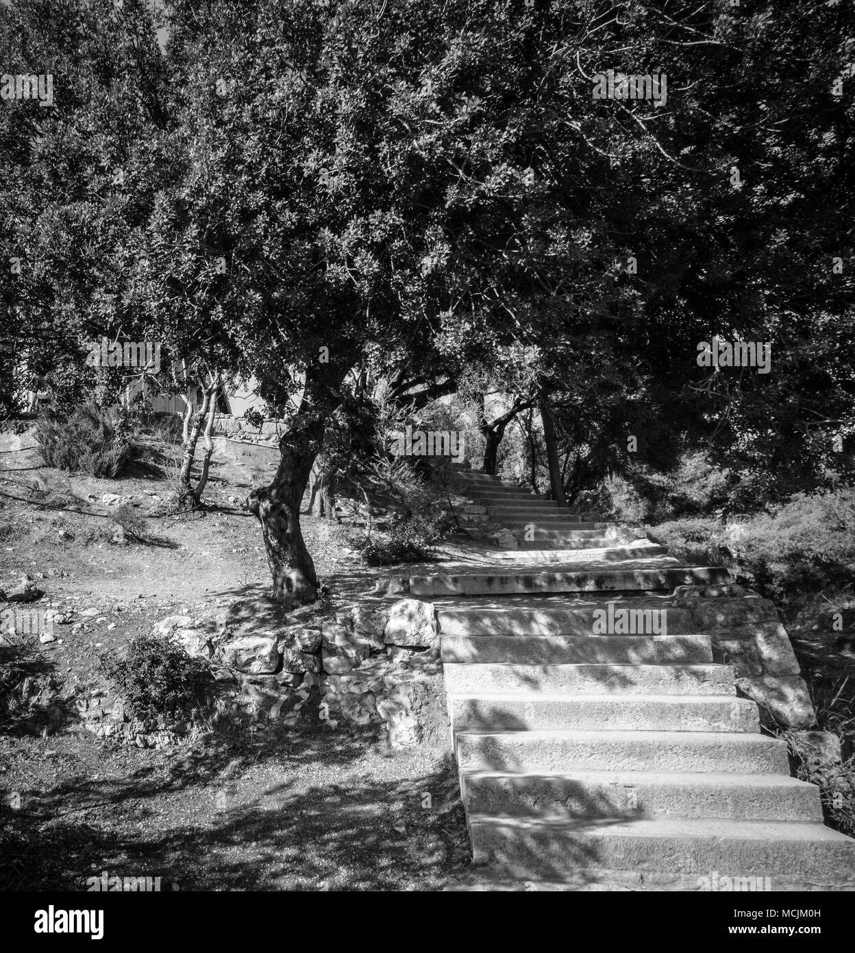 Steinstufen und Bäume im Garten, Athen, Griechenland Stockfoto
