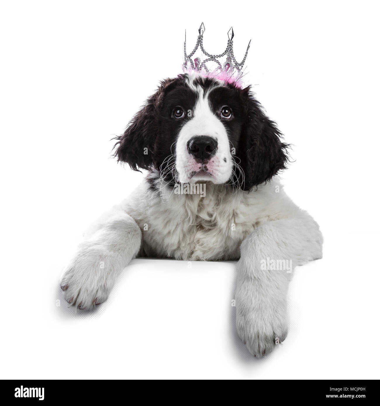 Schwarze und weiße Landseer Welpe Hund zur Festlegung und eine Krone trägt, während in der Kamera auf weißem Hintergrund suchen Stockfoto