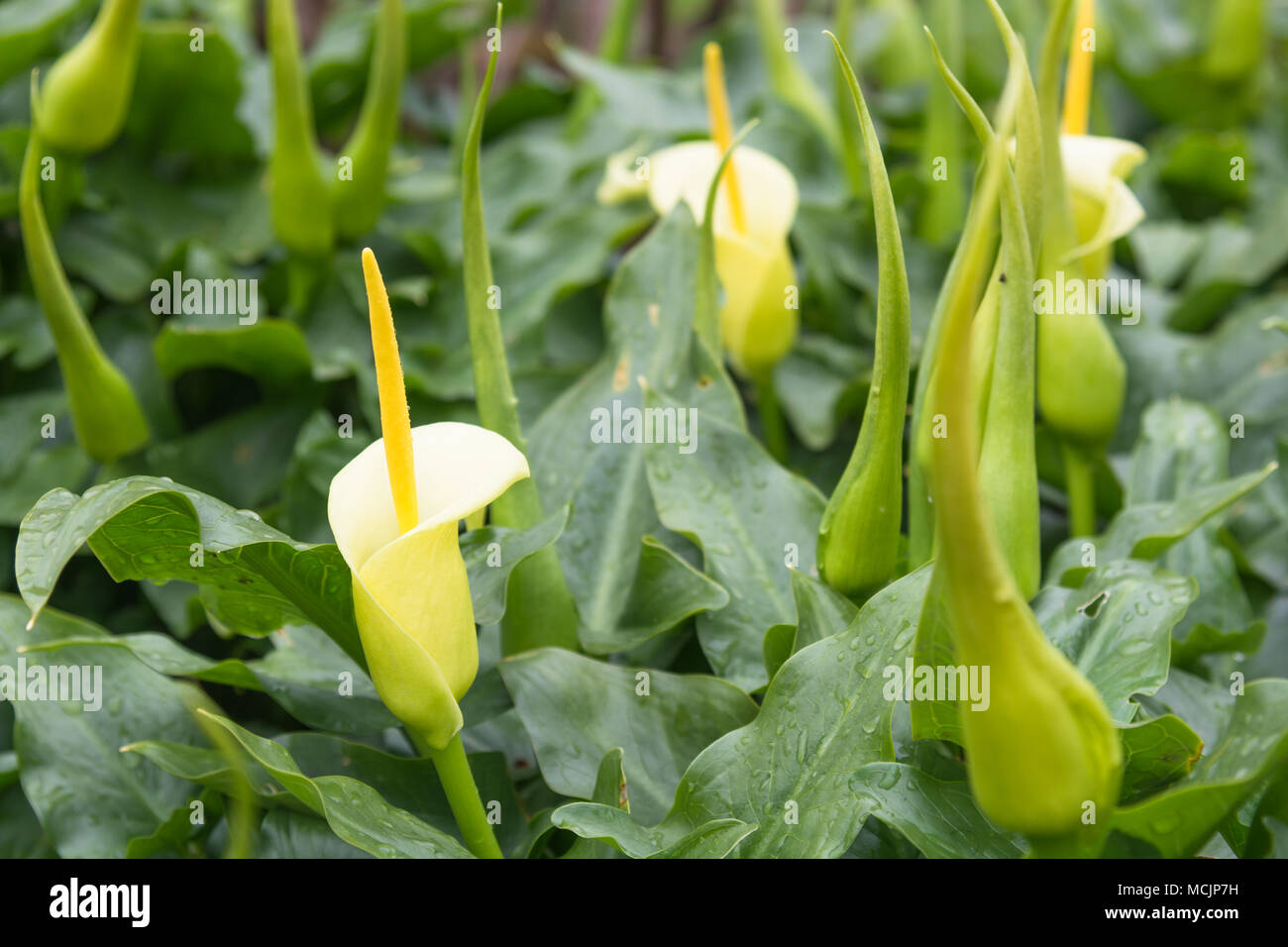 Arum creticum, Arum Lily Stockfoto