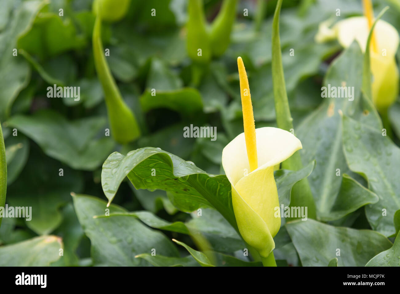Arum creticum, Arum Lily Stockfoto
