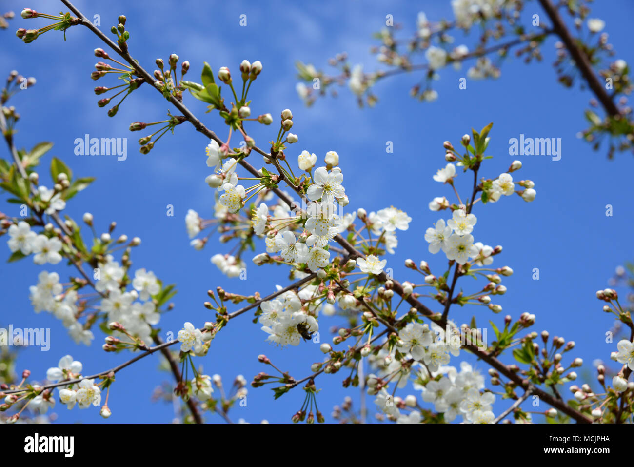 Weißen Zweigen der blühenden Kirschbaum in spring garden vor einem blauen Himmel mit Wolken. Spring floral background mit Blumen auf Sakura Niederlassungen Stockfoto