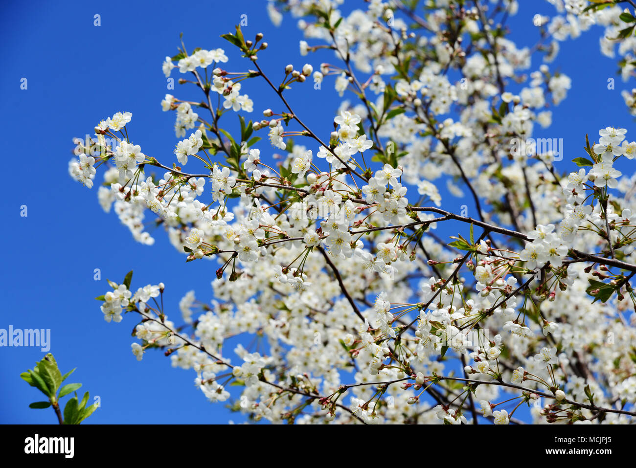 Weißen Zweigen der blühenden Kirschbaum in spring garden vor blauem Himmel. Spring floral background mit Blumen auf Sakura Niederlassungen Stockfoto