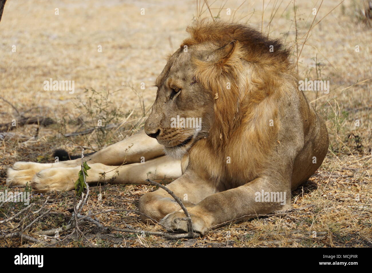 Liegende Männliche Löwe in Tansania/Afrika Safari Stockfoto