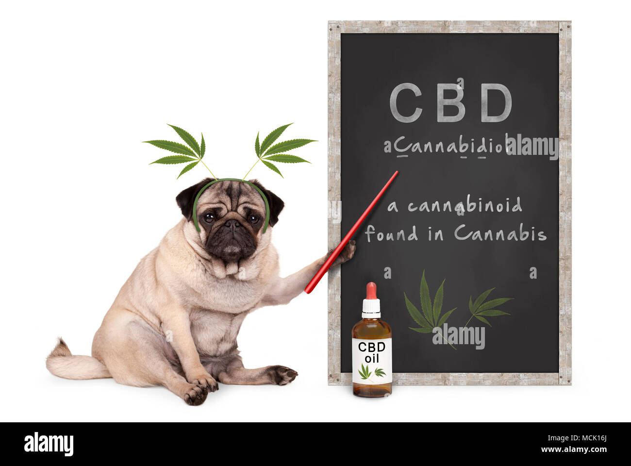 Mops Welpen Hund mit Hanf Blätter Diadem auf Tafel mit Text CBD und dropper Flasche mit Öl, auf weißem Hintergrund Stockfoto