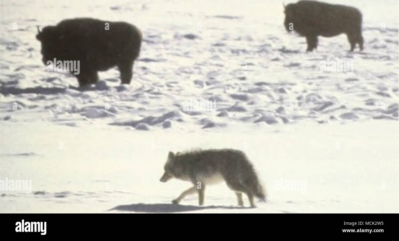 . Tiere durch erhöhte Freizeitaktivitäten, wie Wandern, Angeln, Jagen, Skifahren, was früher hochwertige Flächen für Wildtiere in der Nähe von dieser Entwicklung. Es wäre zu erwarten, dass dieser Trend zur Entwicklung und Verlust von Lebensraum auf unbestimmte Zeit fortsetzen würde. Auswirkungen ALTERNATIVER 1 AKTION KEINE Bison mit grauer Wolf Mattson und Knight (1992) zu dem Schluss, dass die Wiederansiedlung der Wölfe in der Gegend dürfte sowohl positive als auch negative Auswirkungen auf die Grizzly Bären. Leichten Rückgängen in den Bevölkerungen der Elche und Bisons würde wahrscheinlich sein, Innenbeleuchtung und Herden am meisten betroffen sein können. Groß Stockfoto