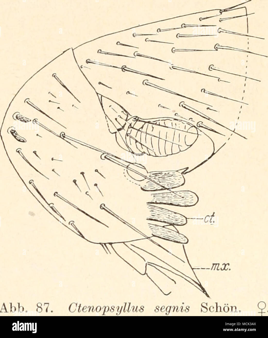 . Abb. 87. Ctenopsyllus segnis Schön. Kopf. - (Nach Wagner.) Gattung: Paleopsylla Wagna. 1902. Sterben Arten of this Tribus leben mit Maulwürfen und Spitzmäusen. Tribus Doratopsyllini (Wagner). Stirnzähnchen entweder fehlend oder in Form des Protectum mit Undeutlichem Knolle frontale entwickelt. Stirn abgerundet. Sterben Antennengruben berühren sich im Kopf. Metanotum ohne Apikalzähnchen. Pygidium erhaben. Der hintere Teil der dorsale Gonopode in der Regel von dem unten liegenden durch einen Sinus abgesondert. Die nordischen Formen leben in Soricidae, sterben mit südamerikanischen Didel - phyidae und Nagern Stockfoto