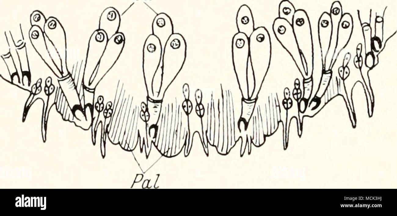 . Abb. 42. eine Lepidosaplies Pygidiinii uhni, mit,, Seidendrüsen" (kSdr) und Paletten (P" /) (/ Suter); b "seidendrüsen "von Aonidiella aurantii. - Berlese. Stockfoto