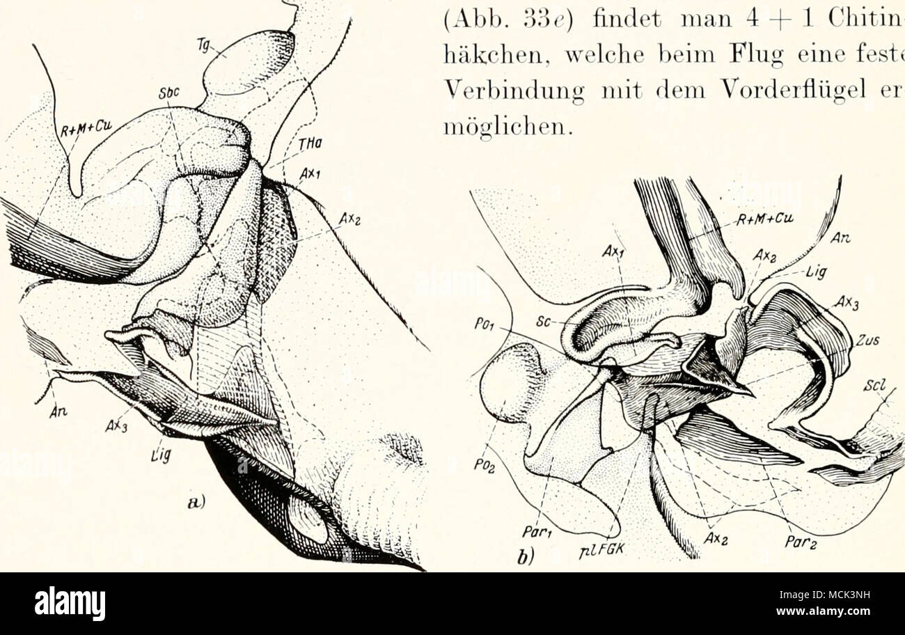 . Abb. 34. Psyllii viali, (lelenk des VorderflÃ¼gels, a) Dorsalansicht. FlÃ¼Gel horizontal. h) Seitenansicht, FlÃ¼gel gehoben. Â Ein = Analis; Axi = vorderes TergalgelenkstÃ¼ck; Ax^^ MittelgelenkstÃ¼ck; Ax3=AnalwurzelstÃ¼ek: Lig^ FlÃ¼gelligament; Pai == Ba-SALARE; Por=Subalare; Po=Hautpolster der FlÃ¼gelbasis; Pog=Tegula; pi-PGÃ' = 'FlÃ¼gelgelenkkopf pleuraler; R M Cu^ Gemeinsame Wurzel von Radius, Medien und Cubitus; Shc=; Subcosta Asche = Scutellum; Sc=Scutum; Tgr= TergalstÃ¼ck; THa = Vorderer Tergalhebel; Zus=ZusatzstÃ¼ck zu.4., 2 - / Weber. Die gelenkige Verbindung der FlÃ¼g Stockfoto