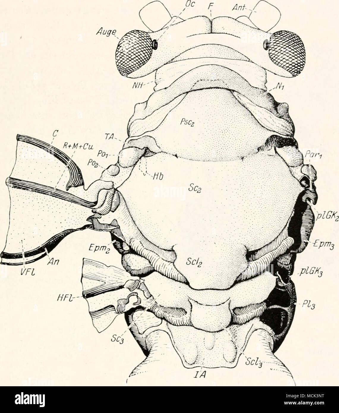 . Abb. 2 (5. Kopf und Thorax von Psylla Malz. Dorsalansicht. ^I A = 1. - Abdoininai segnient; Ein = Analis; Ant = Antenne; C=Costa; Epm = Epimerit: HFl = Hintcr-Flügel; N=Notum; NH=Xackenhaiit; Oder = - Ocellus; Pa7^^ Frae Basalare; Fsr-scutuni; PL G K^; PL G K.^= pleuraler Flügelgelenkkopf; PI=Pleura; Po-- Polster: Ä 4-ilf + Cm = gemeinsamen Stamm von Radius. Medien und Cubitus:. S'r^Scutum: 8 rl=Seutellum; TA Tergalarm. Xaeh Webkk. Das Scutum ist - der größte Abschnitt des Mesuuotuni. Es ist je (I. MS&lt; "sein (&lt; 'vorderen Tergalhebel ausgezogen. Das verhältnismäßig kl Stockfoto