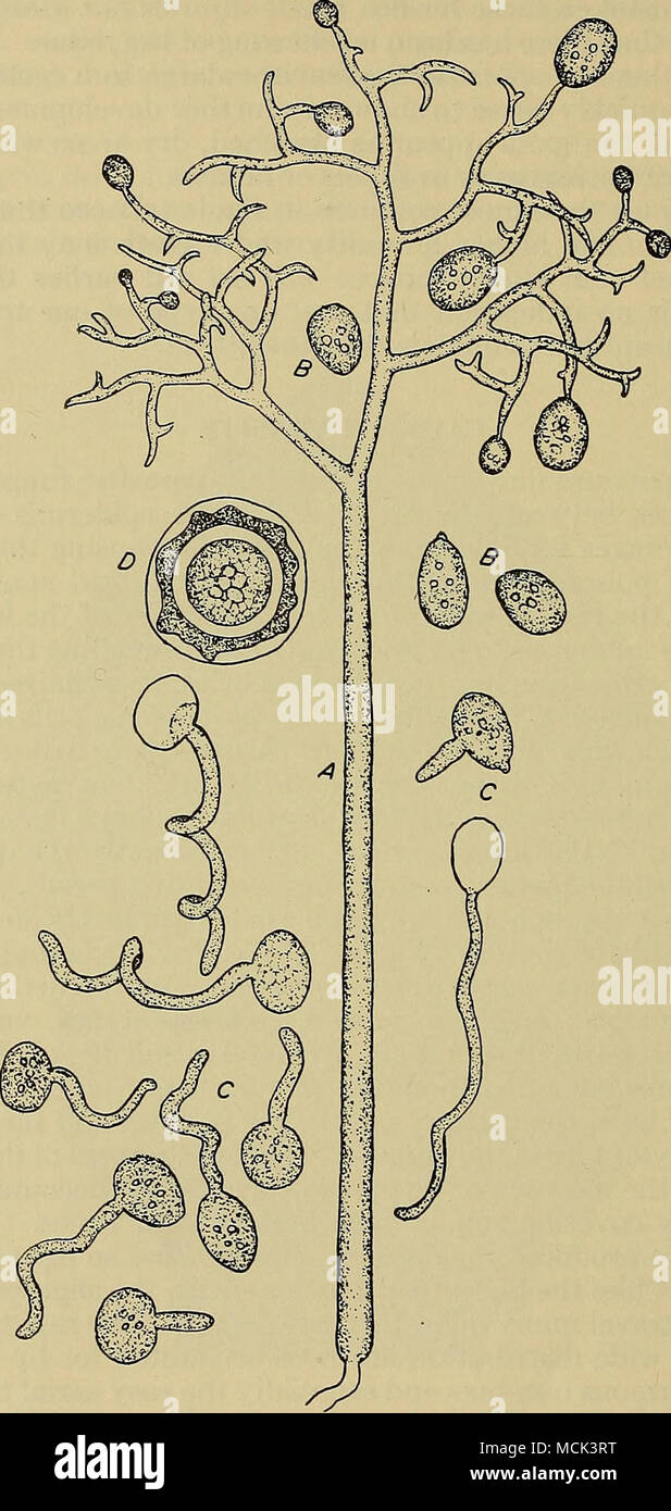 . FiGUBE 5. Die causa] Pilz, Peronospora tabacina. A. in einem einzigen spoorphore zeigen junge Sommer Sporen in verschiedenen Stadien der Entwicklung. Die meisten der Sporen haben bereits die Spitzen der Zweige gefallen. B.Reifen Sommer Sporen (sporangien oder konidien). C. in der Keimung der Sommer Sporen in der var-ious Phasen von einem zum FOM-Stunden in einem Tropfen Wasser. D. Eine oospore (Winter spore) aus dem Inneren eines toten Blattes. (Vergrößert, das 400-Fache natürliche Größe). Stockfoto