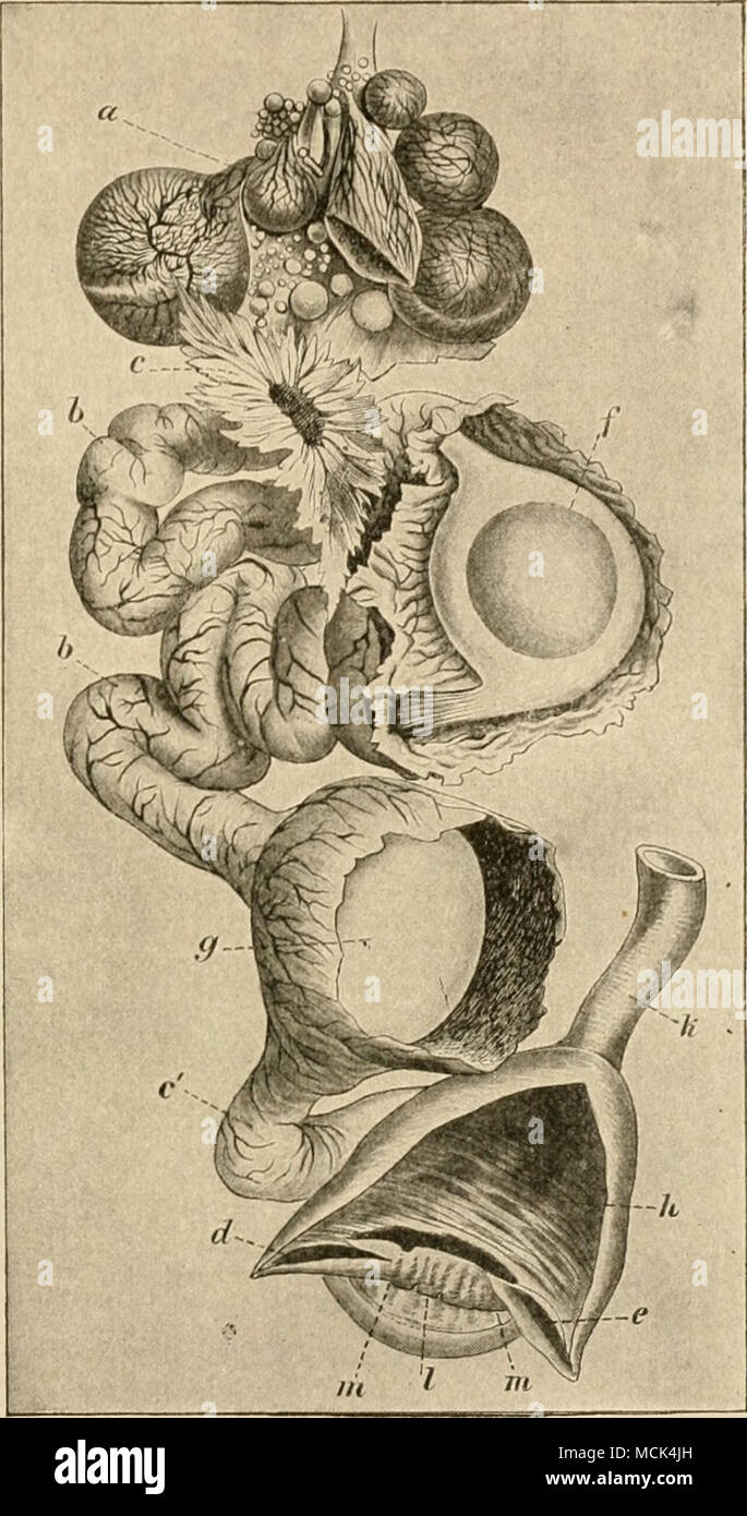 . Abb. -. 33. âR prodnttive Org-ansof die Henne: a, Eierstock; b, Eileiter; r, infun - dibular Teil der Eileiter; d, Depression, airophicd rig-ht Eileiter; c, Öffnung des linken Eileiter:/, Eileiter festgelegt sind offen für sliow (â (/(T umgeben mit ersten Kessel von Eiweiß;^, uterusopened zu etrg - wiih Shell forminfr auf Sie zeigen; //, Kloake; X-, Rektum;/, oberen Teil der Anus; ///, /Â", Öffnungen des Ureters. Stockfoto