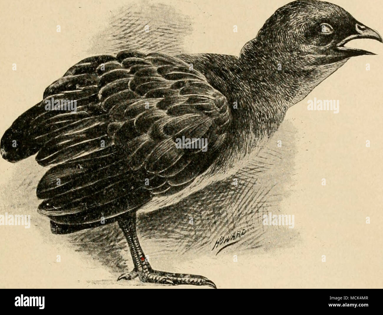 . Abb. 8. - Huhn betroffen mit g-Affen. Die Eier und Embryonen frei werden von der disintegra- tion des Wurms. Die Eier benötigen Wärme und Feuchtigkeit zu schlüpfen, und ähnliche Bedingungen sind für das Leben der Embryonen benötigt. Diese neu geschlüpften em bryos kann auf einmal von Vögeln, mit contami- gerechnet werden, Essen und Trinken, und damit Infektionen verursachen; oder Sie können in den Magen-Darm-Kanal der Regenwürmer eingenommen werden, wie von Walker gezeigt worden, und für einige Zeit bj ^ wie Regenwürmer durchgeführt werden. Es hat bisher gezeigt, nur, dass die Erde sich Würmer aus infiziertem Geflügel ausgeführt wird, klafft verursachen, wenn die Hühner gefüttert Stockfoto