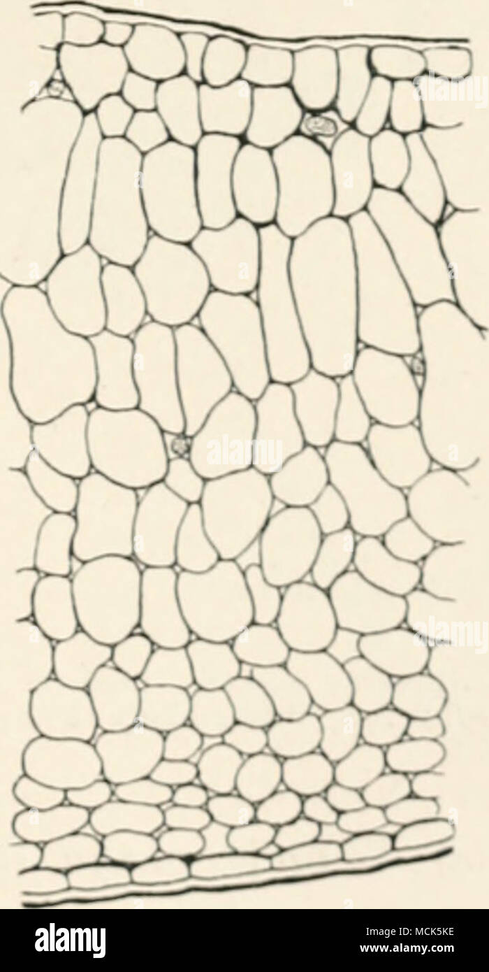 . VUi. 1) 1.--/Sxoa cuf ilijhriiiant. Von "iioriiiiil CointxiriBoii ectioii der U' uf I'runin Ptrtiea mit einem hyiK - Ttrophiod, B; in der Lutter die niyceliiil hyphiie haben 8 liKhtly Nhiided wurde. Die seetiimK sind von dilToreiit juirts des twiuc Blatt, und sind mit dem Muine nia" (nitieution. (Nach W. 0. Sinitli.)/ich/I/II/i luiniiiunis), Rt eudtk Ex. (H/onnans. S ("cUjscly, dass Sie arc miw rnu"; ii" d (' &Lt;l als ihi* gleichen Art. Stockfoto