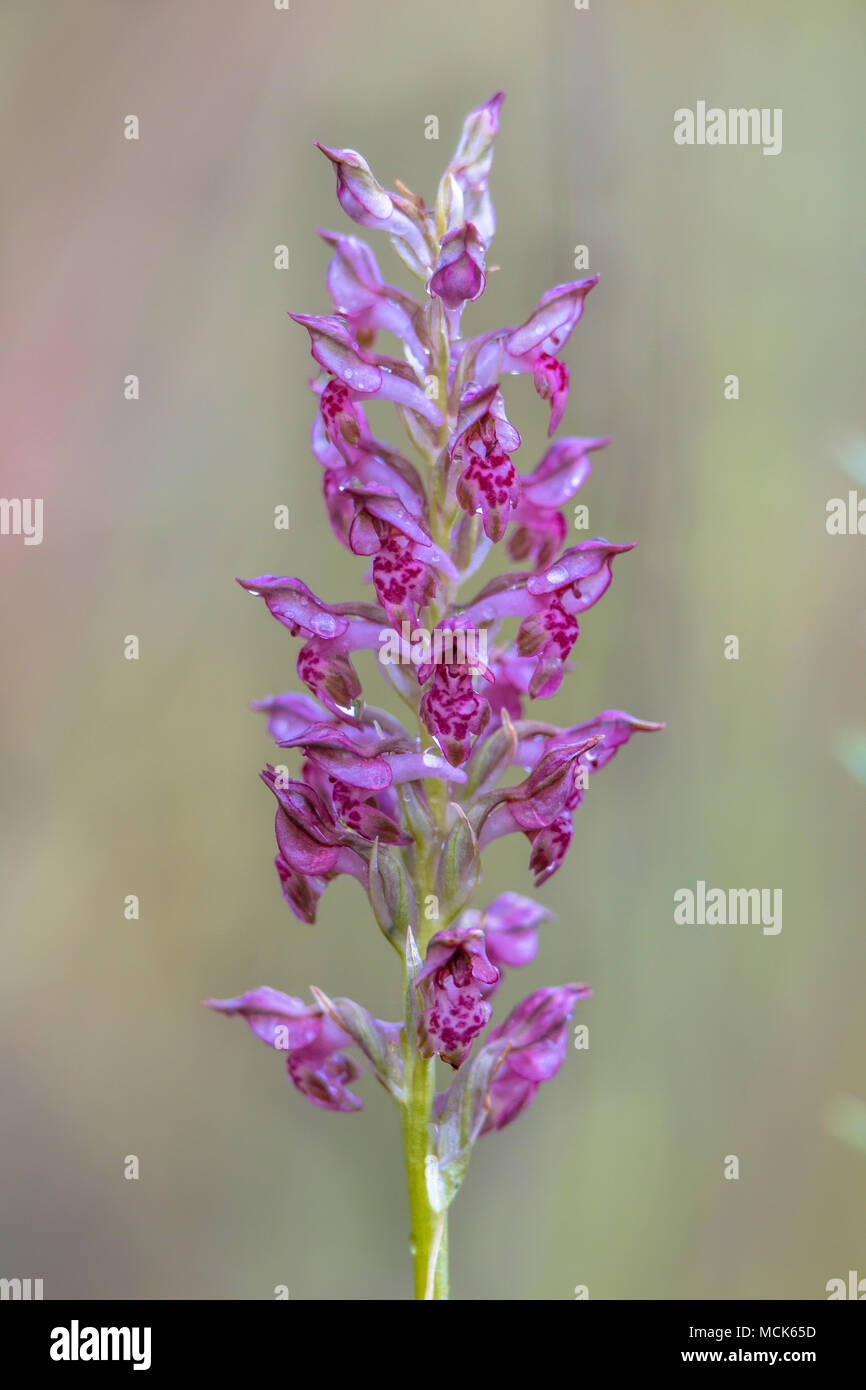 Nahaufnahme von duftenden Orchid (Orchis Fragrans ssp. akamas) auf der Insel Zypern Stockfoto