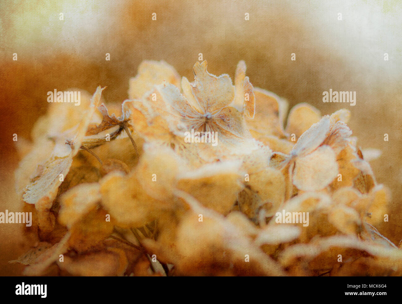 Hortensia Nahaufnahme eines Makrobildes mit weichem Fokus und Textur-Hintergrund Stockfoto