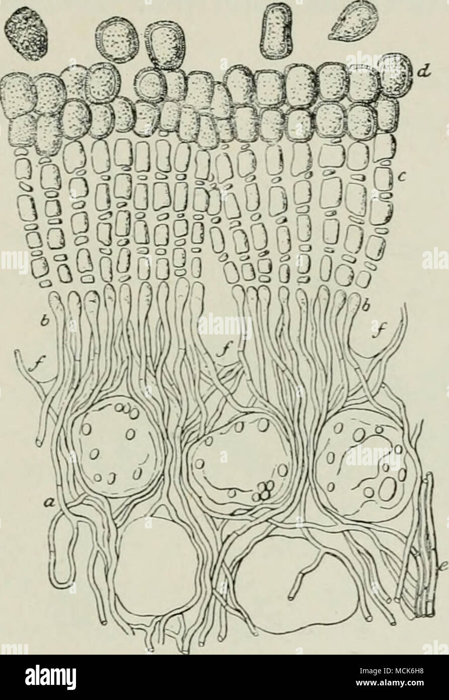 . Abb. 107.- Caeoma piiiitnrqiurii. Teil C'/(0?) Ich' (-Patch (vergrößert). /, Kortikale Zellen teilweise absorbiert oder nnich komprimiert;!/, basidien aus whicli Sporen (c) sind abjointed nacheinander: die Jüngeren mit empfindlichen Wänden und durch membranöse Lamellen, die sich auf Bildung der Sporen verschwinden getrennt - Mäntel (d). (Nach R. Hartig.) Die pyknidien sind Ende Mai oder Anfang Juni, zwischen der epidermalen Zellen - Wand und die nagelhaut der grüne Zweige; bevor Sie, Sie können extern als helle Flecken auf der Schießen beobachtet werden. Die Ca^ Oma-Patches später entwickeln im zweiten oder t Stockfoto