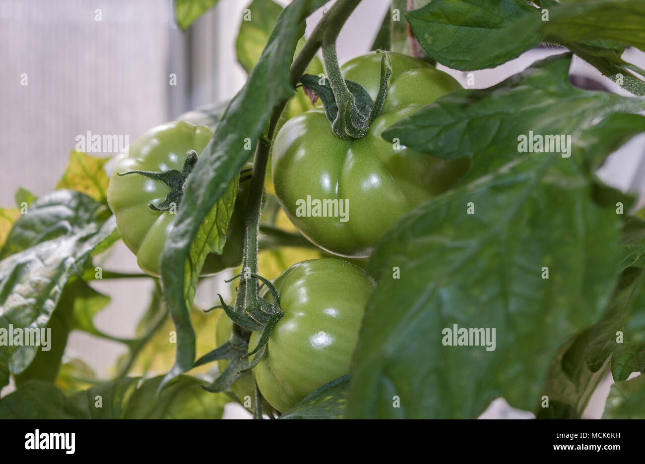 Ein Cluster von großen, grünen beefsteak Tomaten hängen von einer Tomate Rebe in einem Gewächshaus im Sommer wachsen. Stockfoto