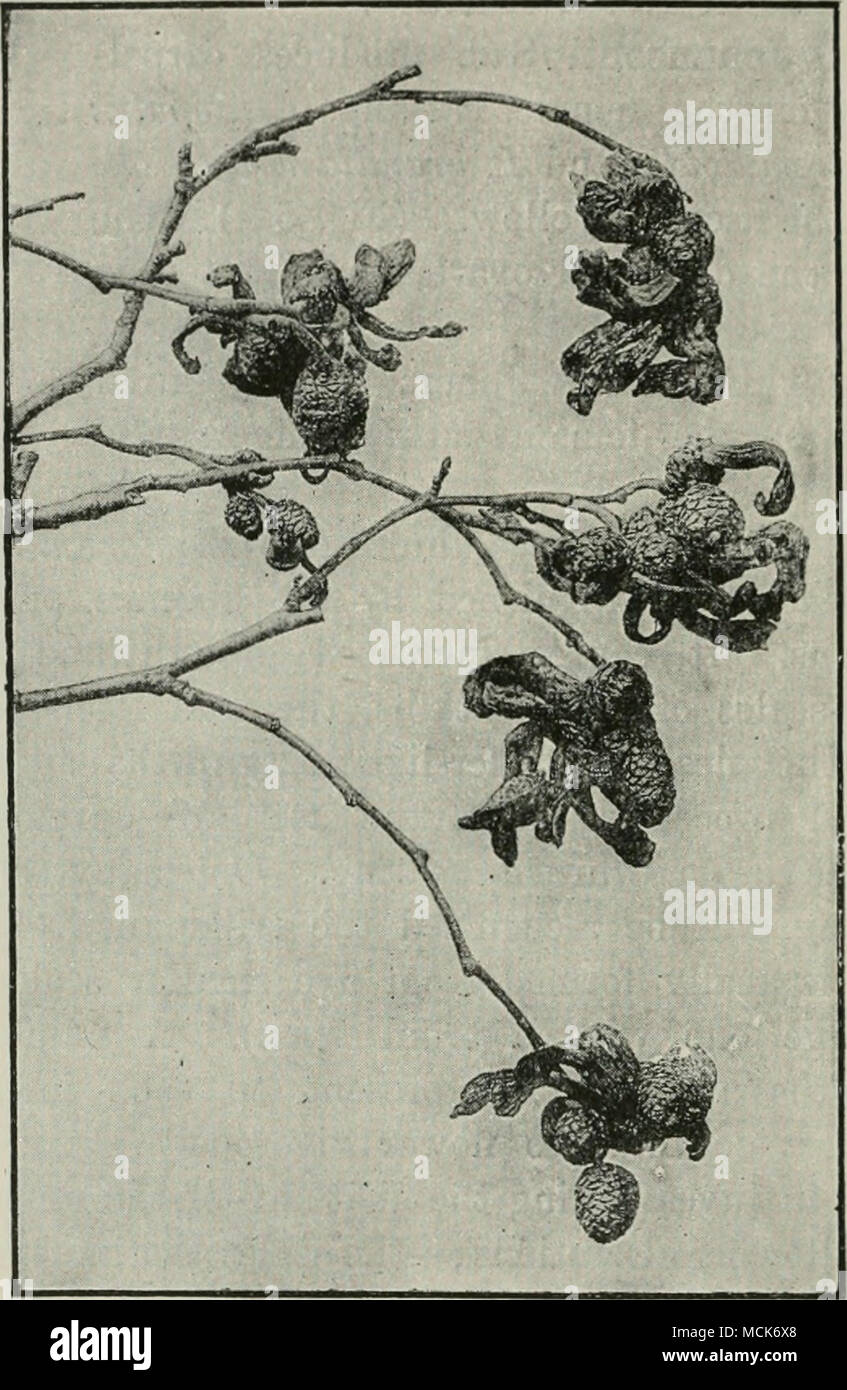 . Abb. 53.Exoascus abii-incanae in palmkätzchen von Alnus Incana. Viele der Skalen sind als längliche Rote weiche Zunge entwickelt - wie Strukturen, auf die sich die Asci arc als weißliche Schicht, (v. produziert Tubeuf phot.) Exoascus epiphyllus Traurig. (Ur. horealis Joh.^) der Hexen - broorn Pilz der weißen Alder {Alnus Incana.) Das Thema 2 war die erste zu beschreiben und diese Form der Erkrankung im Jahre 1884 Abbildung; und Sadebeck vor kurzem gelungen, pro-^ K. Sven. Vet. Akad. 18 S 5 und 1887. Tubeuf, Botan. CentralU., 1890. - Tubeuf, z Beitrage. KennUms d. AnJcheiten Baunh', 1888. Stockfoto